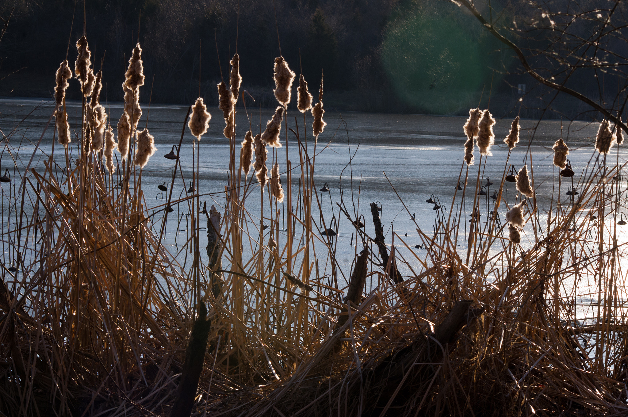 Pentax K-x + Sigma sample photo. Reeds photography