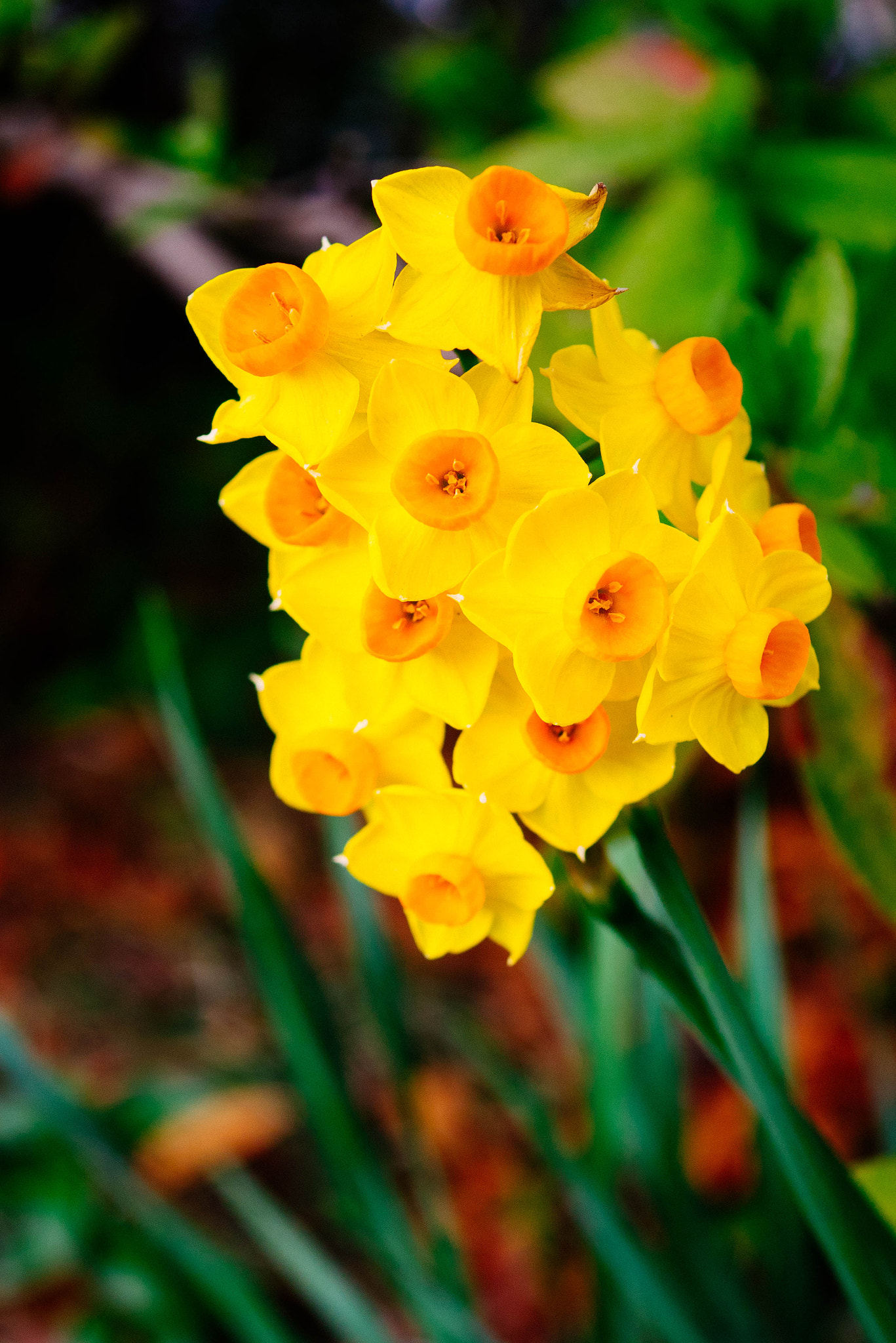 Panasonic Lumix G Macro 30mm F2.8 ASPH Mega OIS sample photo. Narcissus photography