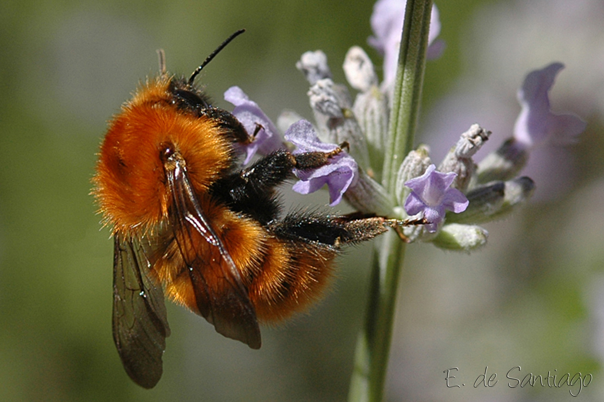 Nikon D70 sample photo. Bombus photography