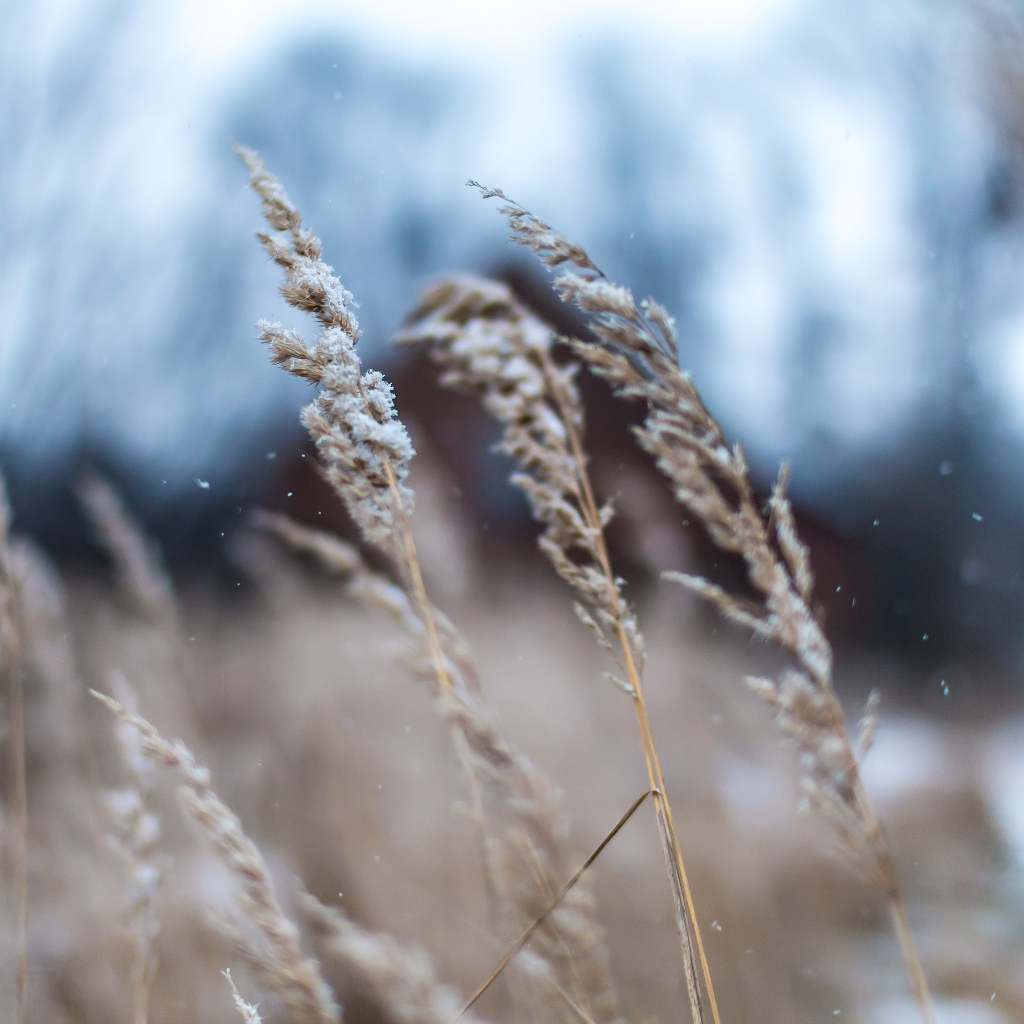Canon EOS 70D + Sigma 30mm f/1.4 DC HSM sample photo. Snow flakes on the wild grass photography