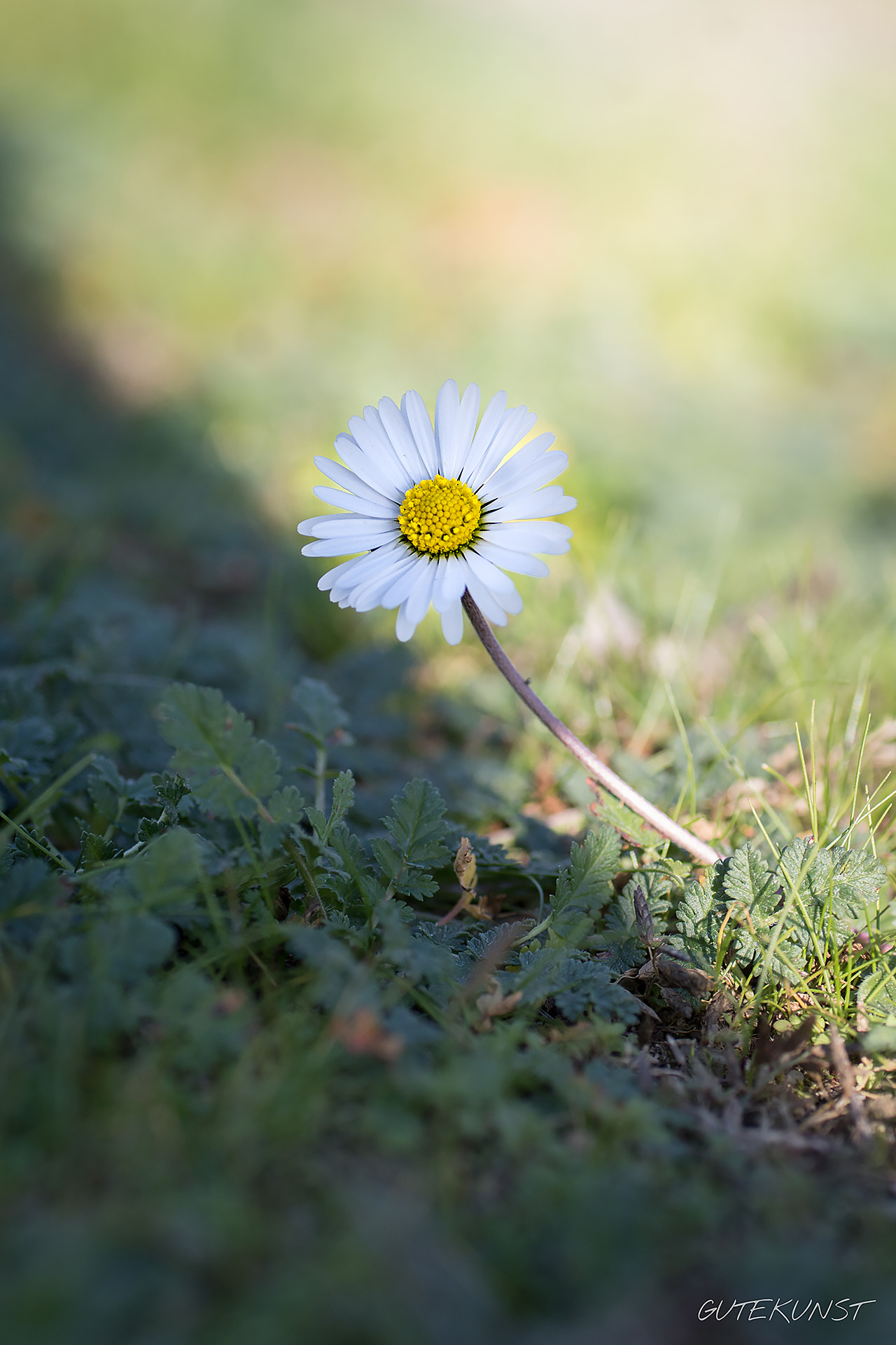 Sony ILCA-77M2 + Tamron SP AF 90mm F2.8 Di Macro sample photo. Between shadow & light - daisy n°3 photography