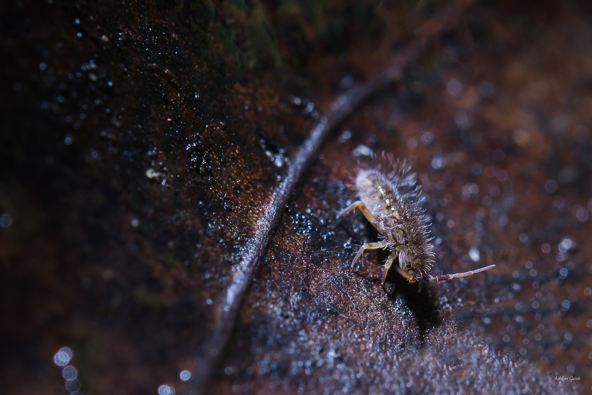 Nikon AF-S Micro-Nikkor 60mm F2.8G ED sample photo. Collembole photography