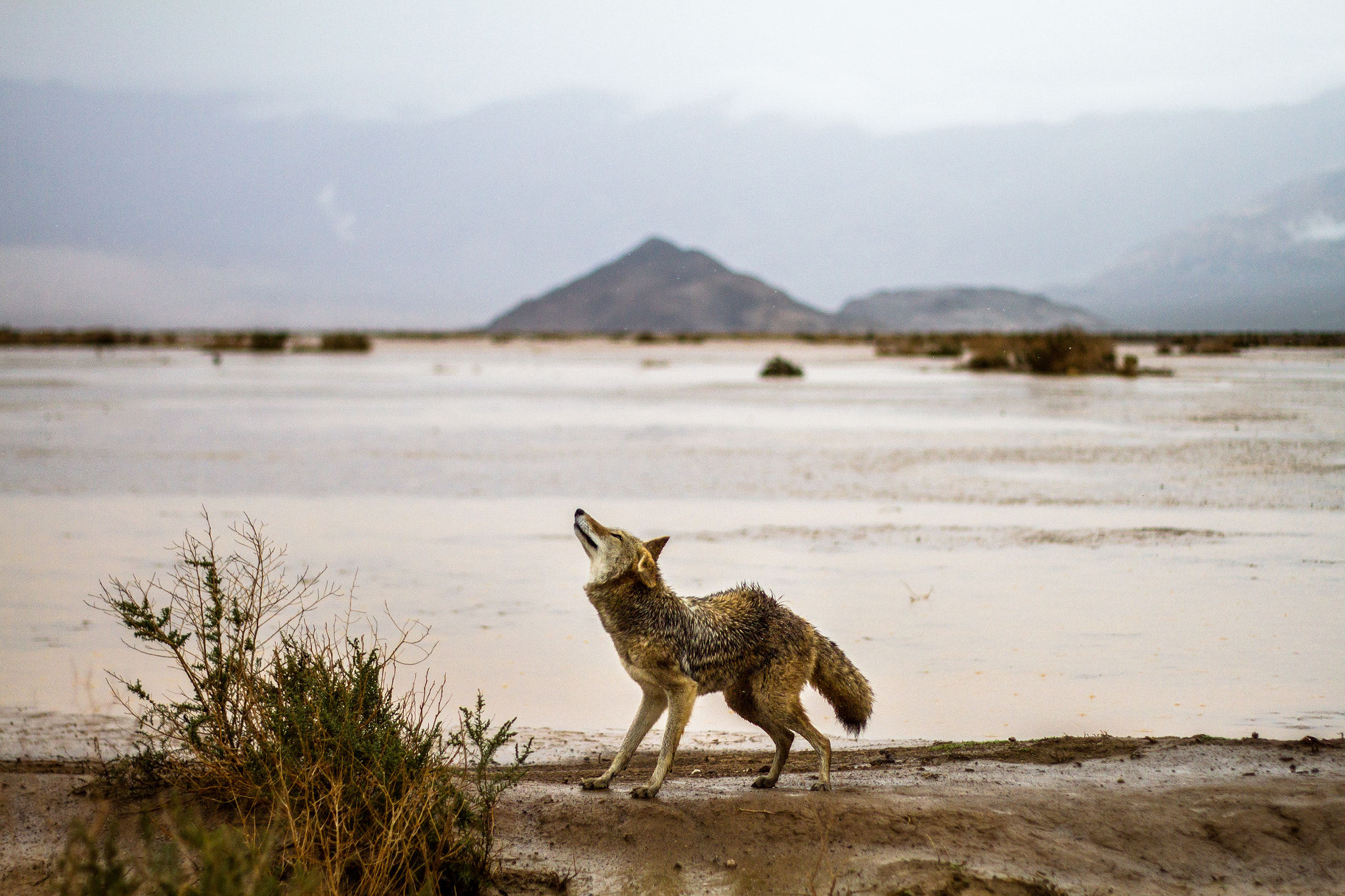 Canon EOS 7D + Canon EF 50mm f/1.8 sample photo. Coyote photography