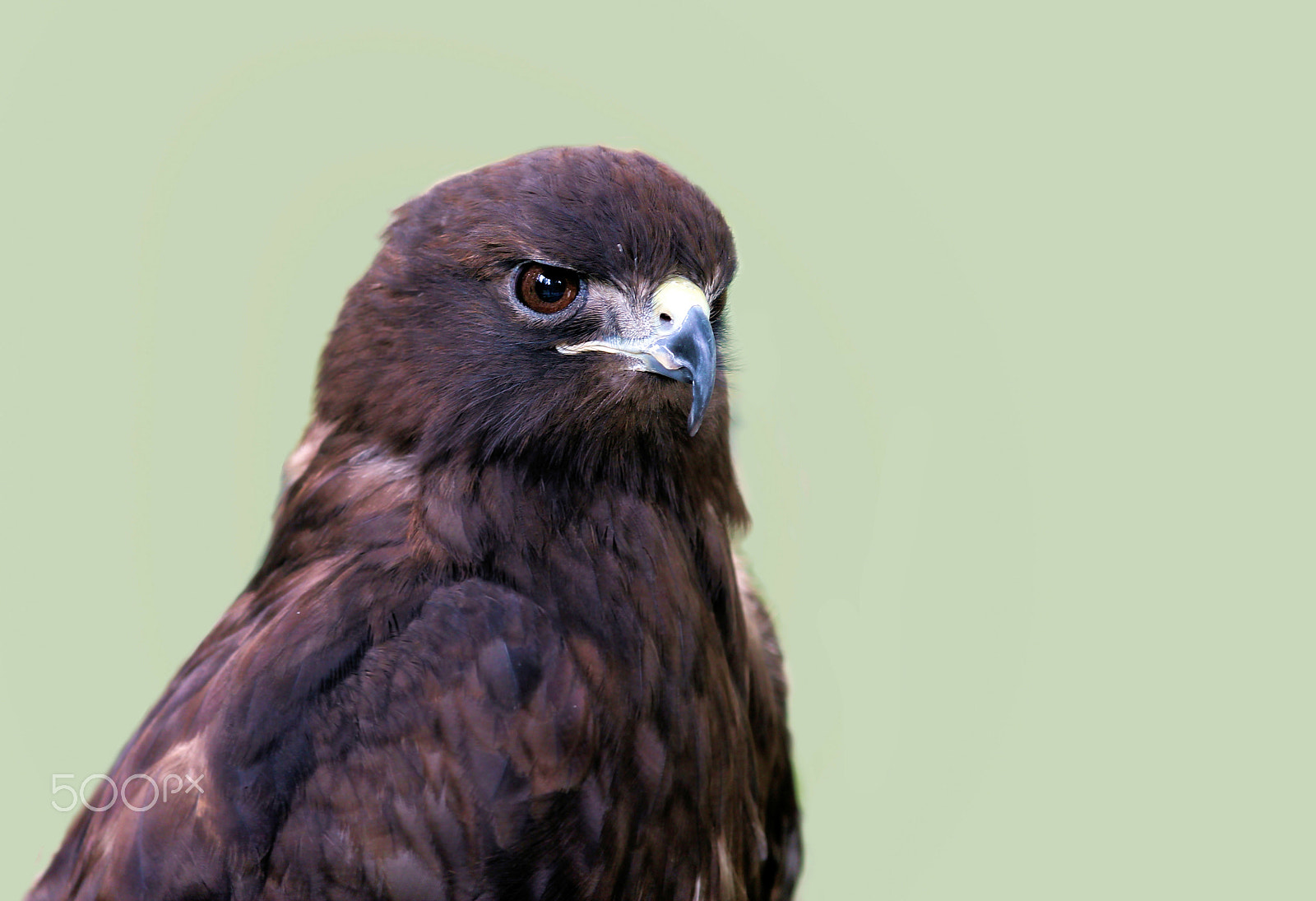 Canon EF 70-200mm F2.8L IS II USM sample photo. Red tailed hawk photography