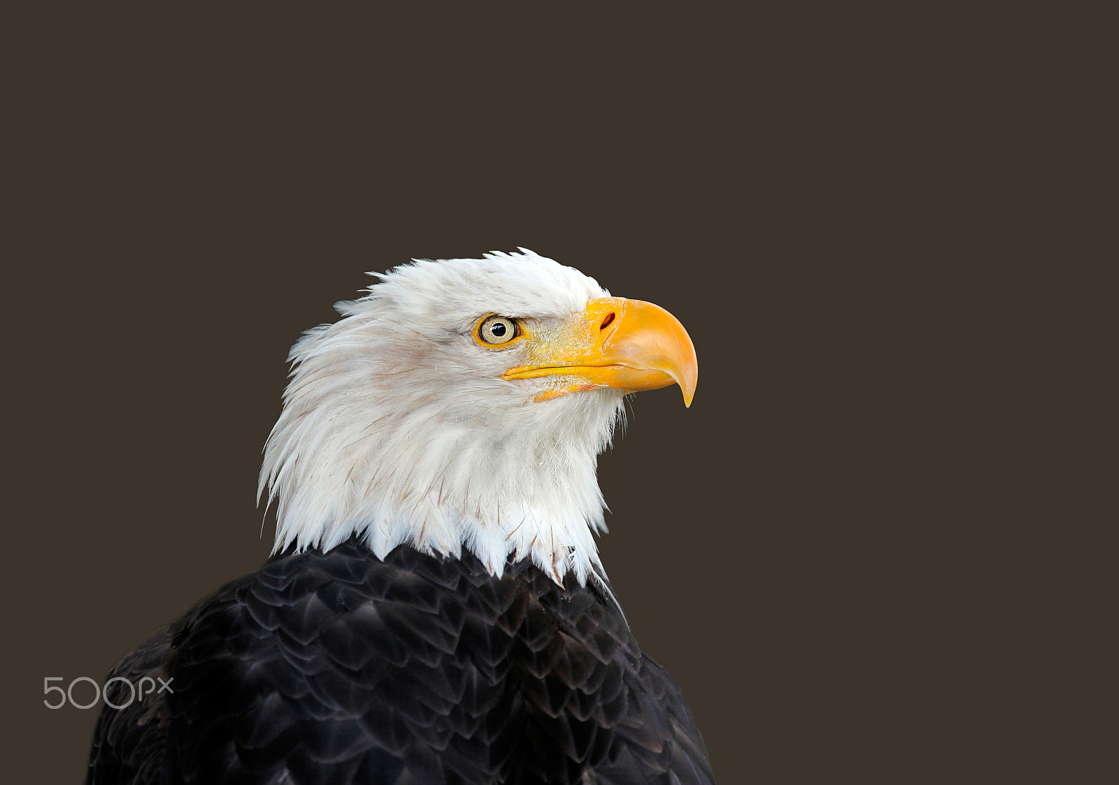 Canon EF 70-200mm F2.8L IS II USM sample photo. Bald eagle photography