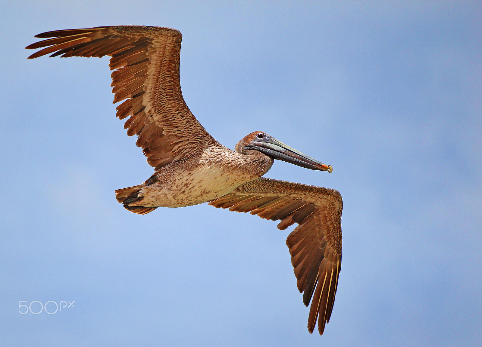 Canon EF 70-200mm F2.8L IS II USM sample photo. Pelican photography