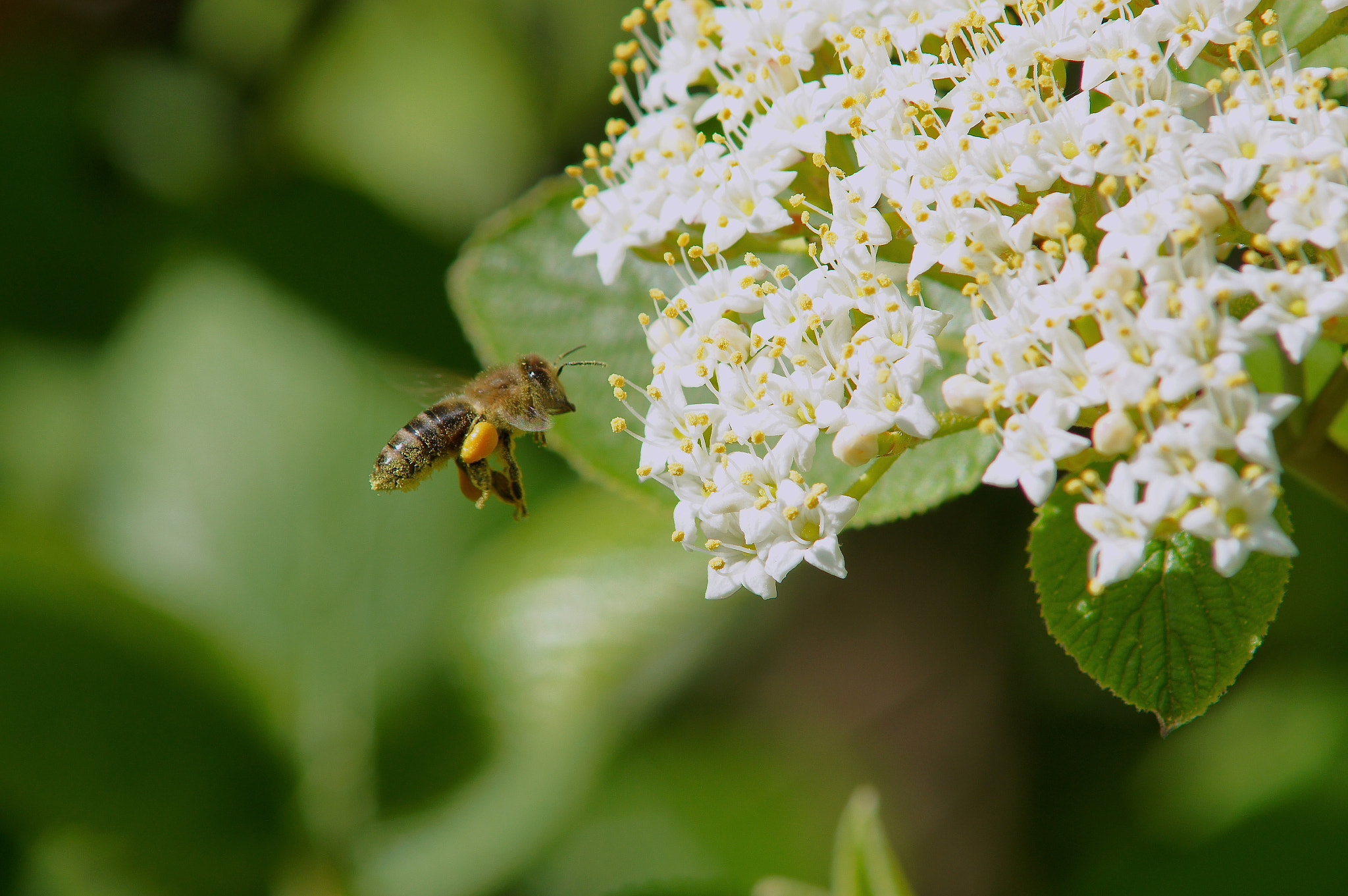 Sony SLT-A55 (SLT-A55V) + Minolta AF 70-210mm F4 Macro sample photo. Heavy load. photography