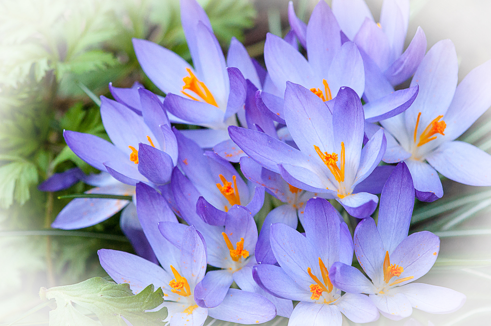 Nikon AF-S DX Micro-Nikkor 85mm F3.5G ED VR sample photo. 'spring flowers' photography