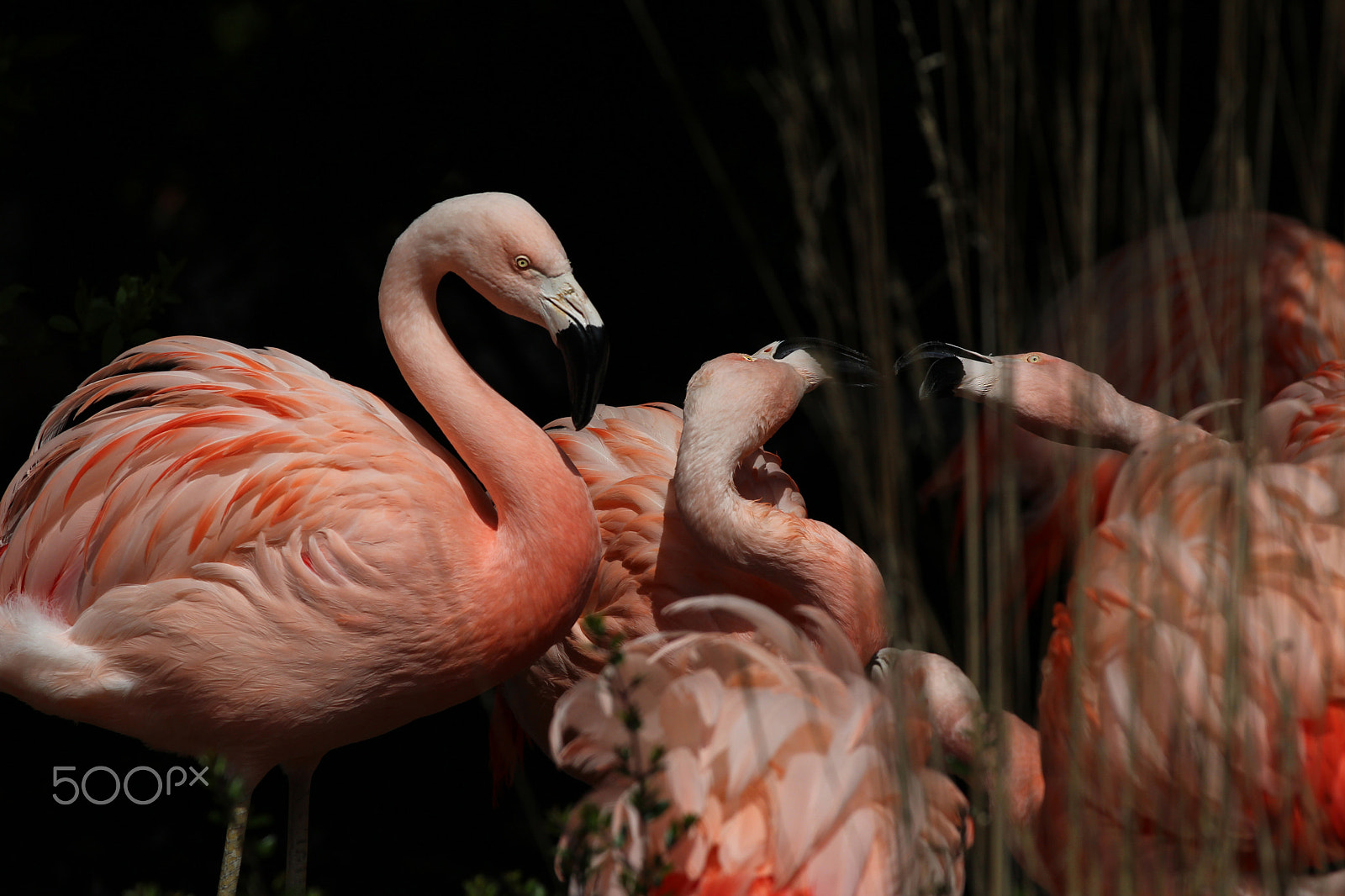 Canon EF 70-200mm F2.8L IS II USM sample photo. Flamingo photography