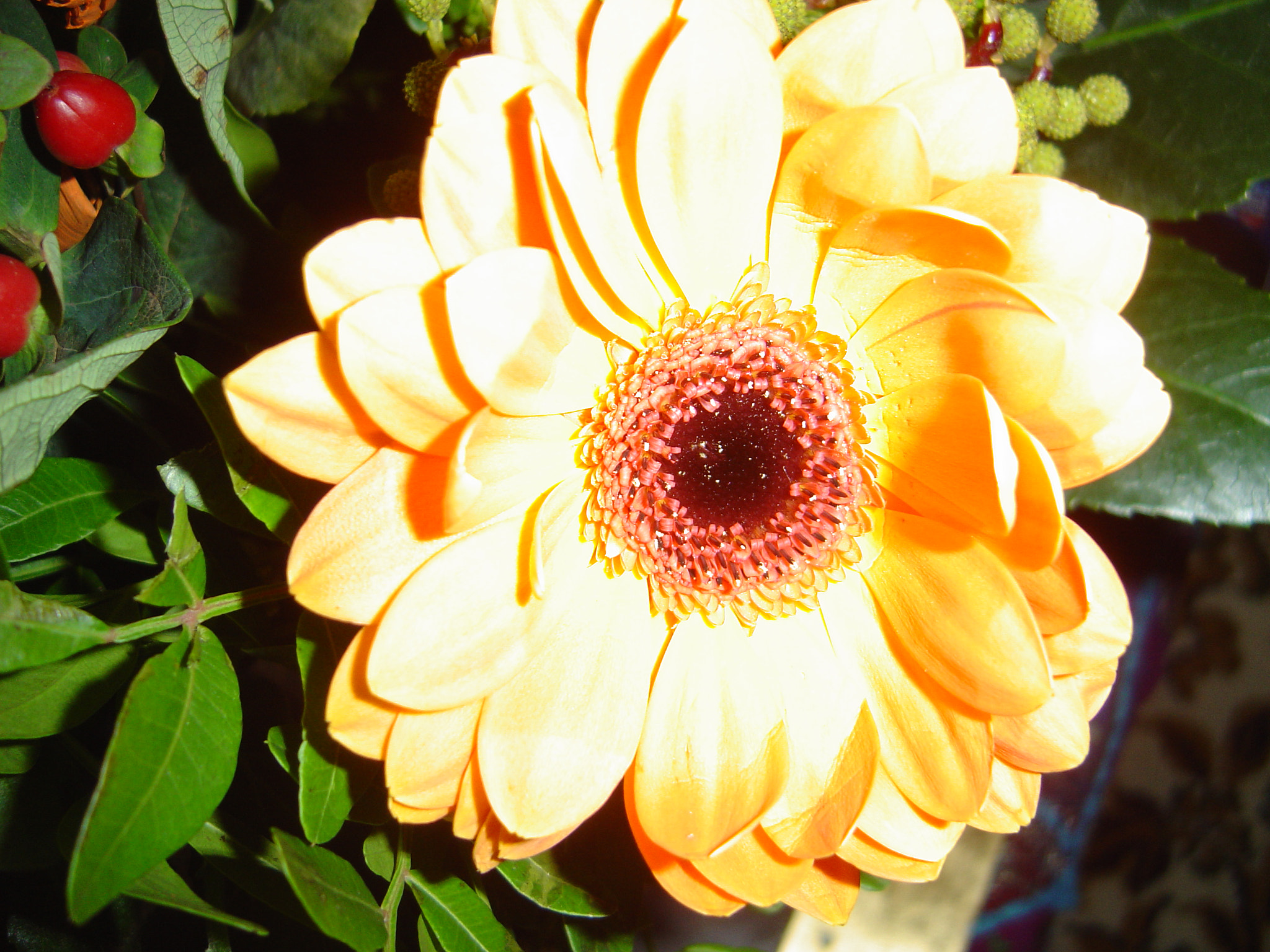 Sony DSC-P92 sample photo. Flower photography