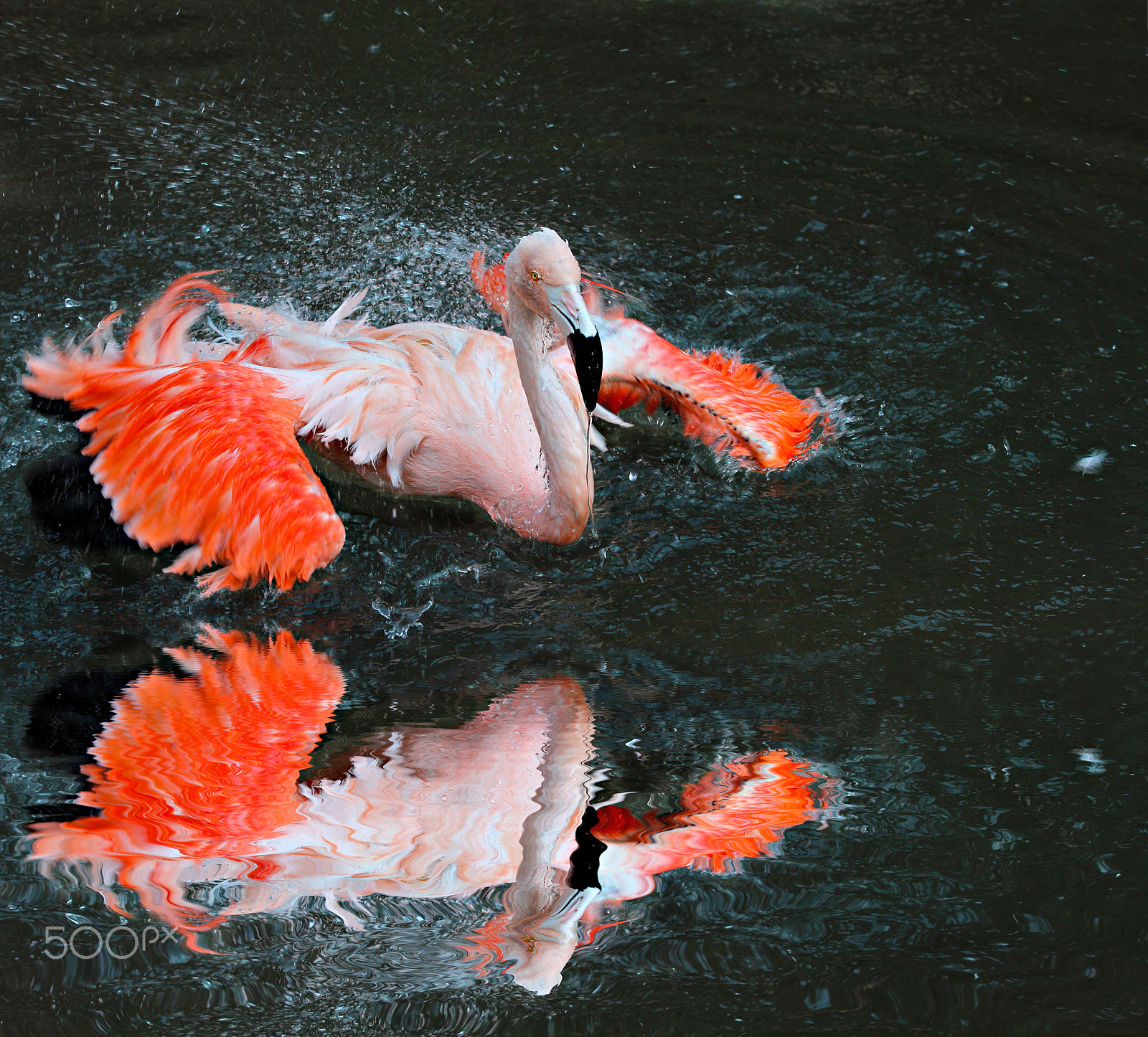 Canon EF 70-200mm F2.8L IS II USM sample photo. Flamingo photography