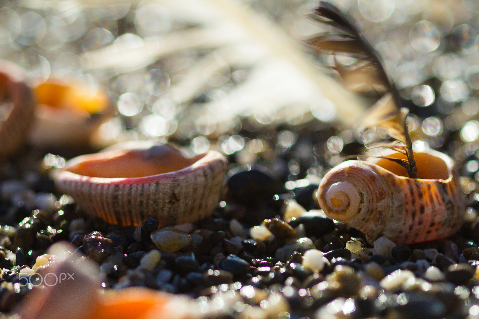 Canon EOS 600D (Rebel EOS T3i / EOS Kiss X5) + Canon EF 100mm F2.8 Macro USM sample photo. Seashells photography