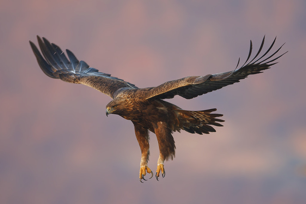 Canon EOS 40D + Canon EF 400mm F2.8L IS II USM sample photo. Golden eagle photography