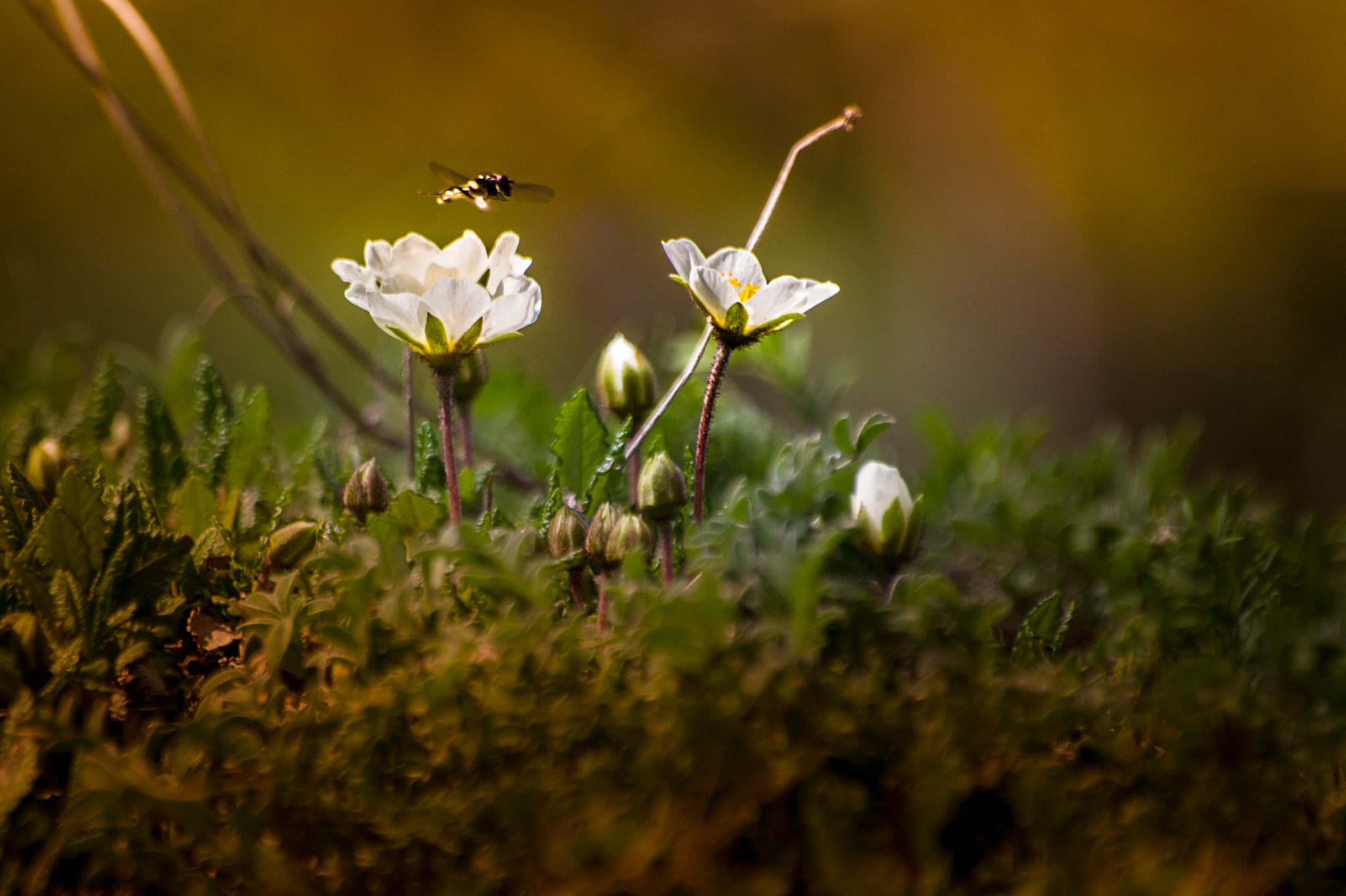 Sigma 70-300mm F4-5.6 APO DG Macro sample photo. Dryas octopetala la dryade à huit pétales photography