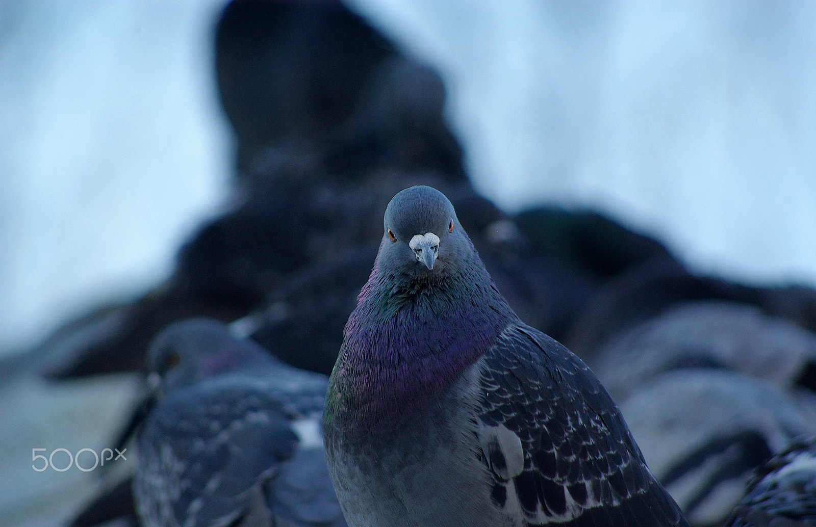 Pentax K10D sample photo. Pigeon photography