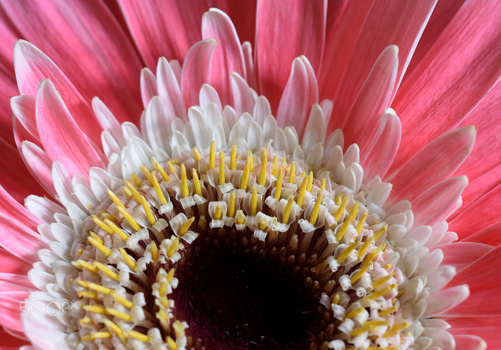 Nikon D810 + Manual Lens No CPU sample photo. Gerbera flower closeup photography