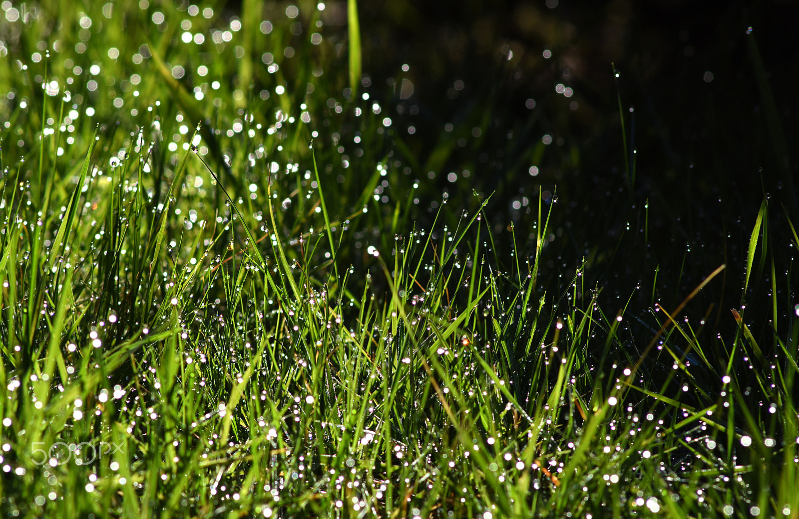 Nikon D810 + Manual Lens No CPU sample photo. Drops of water (guttation) on grass photography