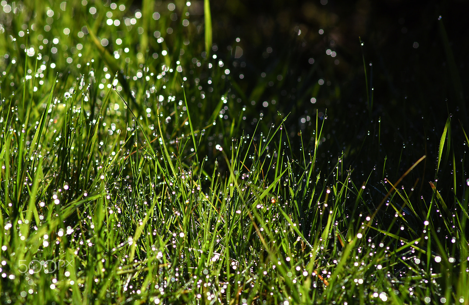 Manual Lens No CPU sample photo. Drops of water (guttation) on grass photography