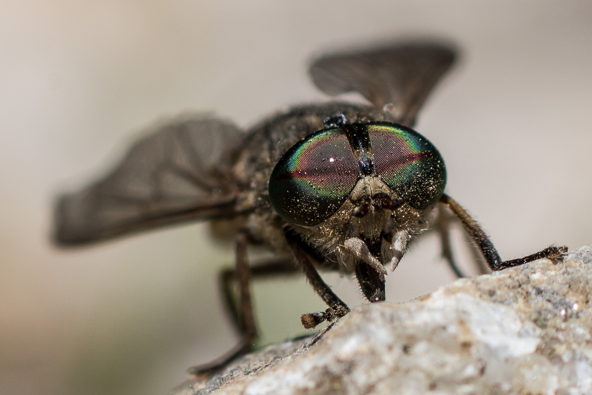 Canon EF-S 55-250mm F4-5.6 IS sample photo. Fly...? photography
