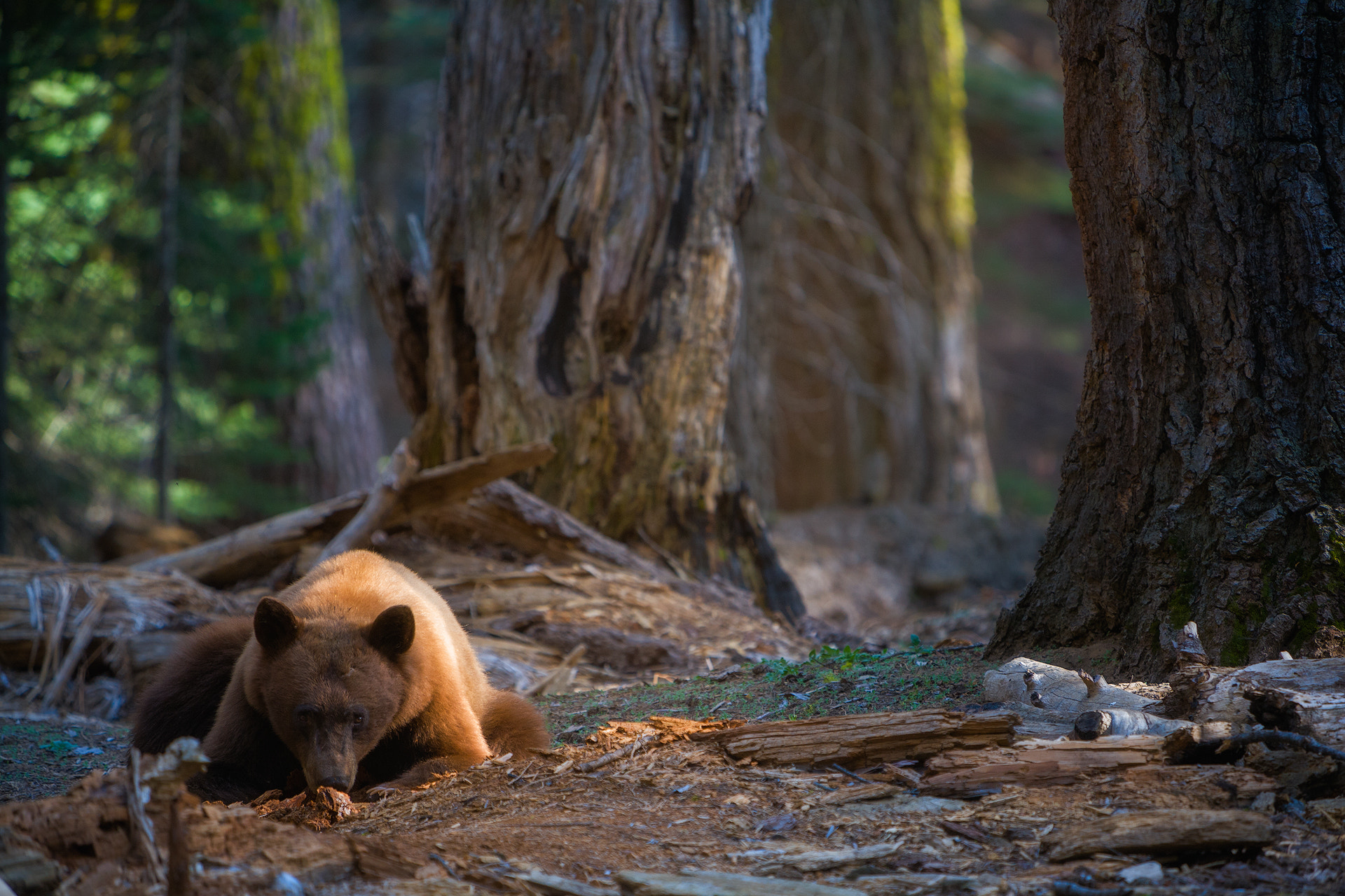 Canon EF 70-200mm F2.8L IS USM sample photo. The look photography