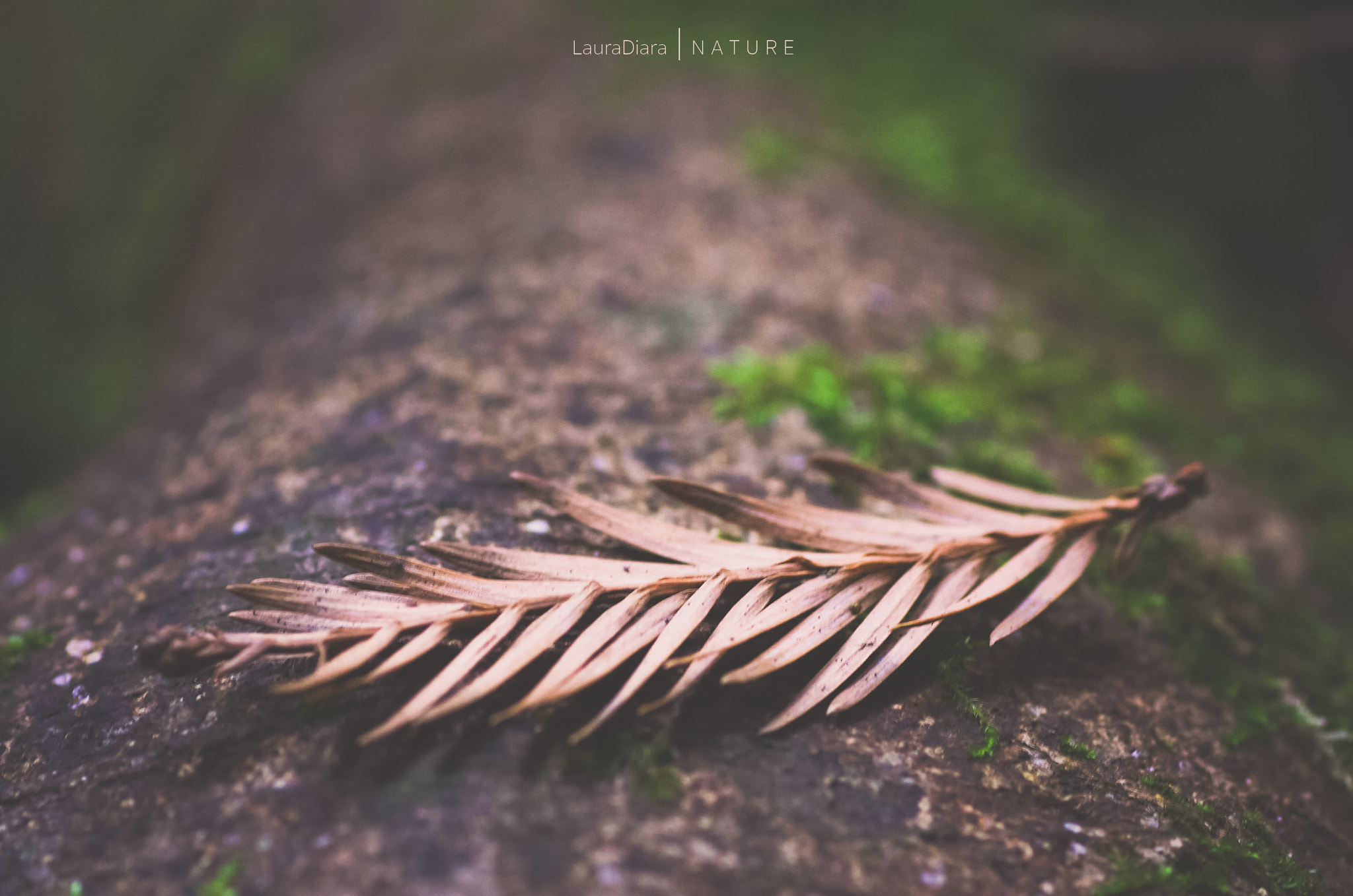 Canon EOS 40D + Tamron SP AF 90mm F2.8 Di Macro sample photo. Redwood forest photography