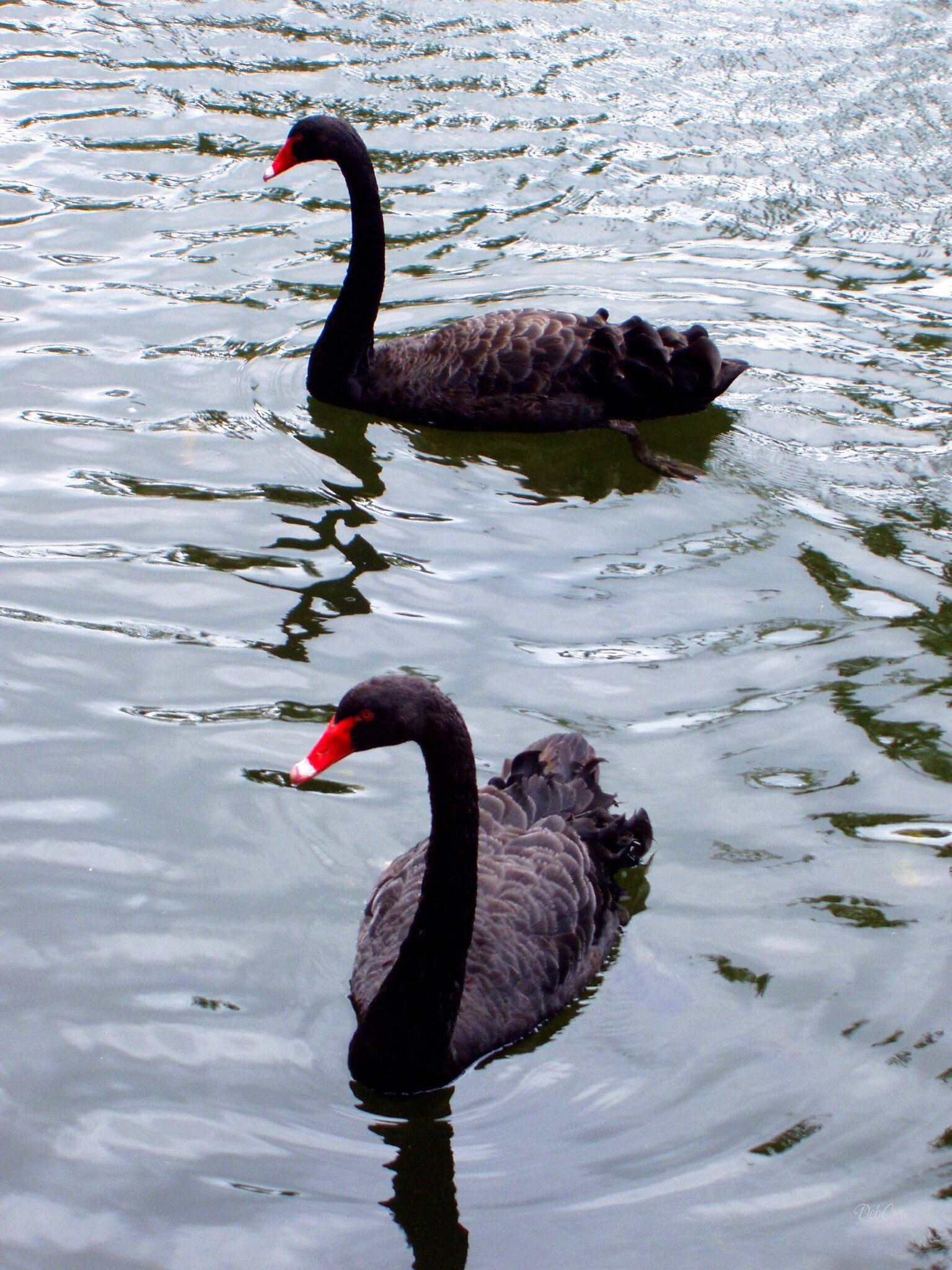 Olympus X-2,C-50Z sample photo. Black swan duo photography