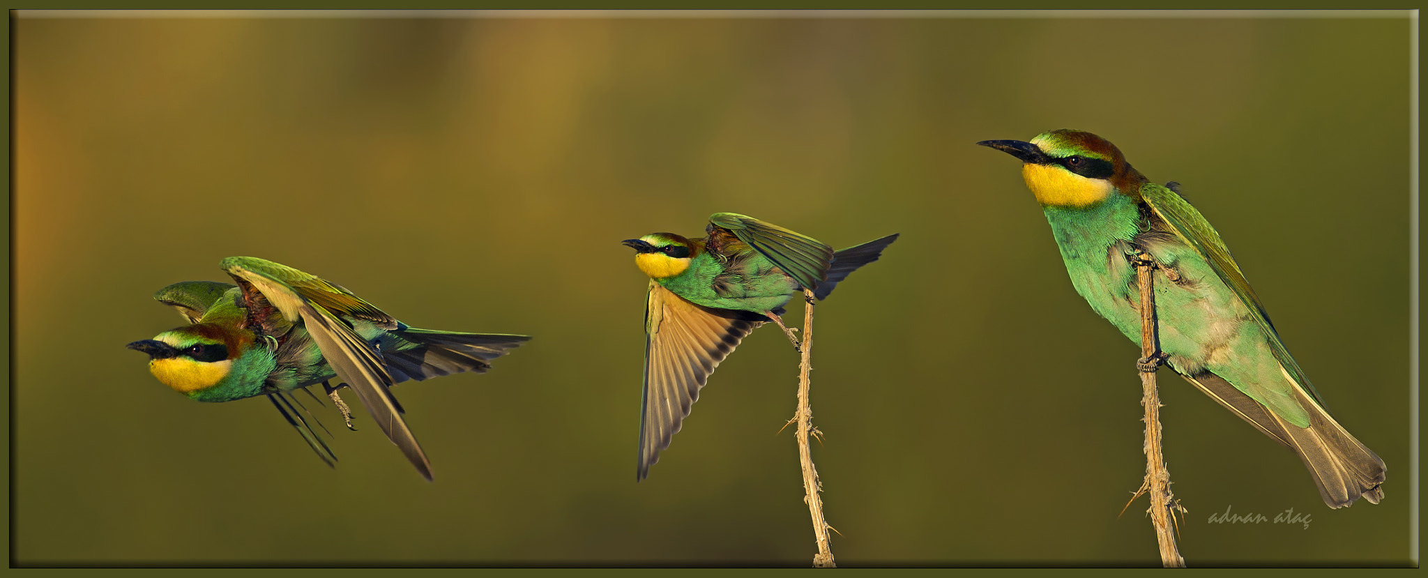 Nikon D3S + Sigma 300-800mm F5.6 EX DG HSM sample photo. Arıkuşu - merops apiaster - european bee eater photography