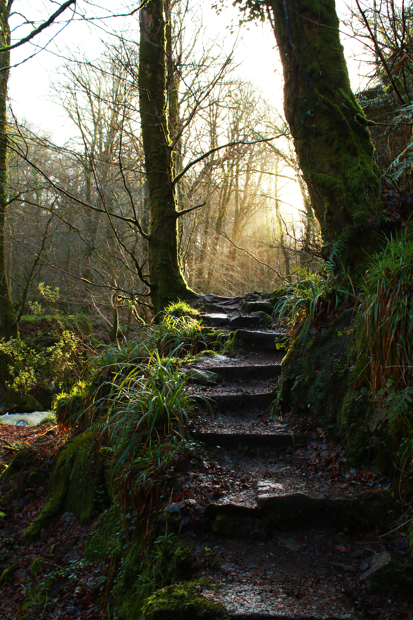 Canon EF-S 18-55mm F3.5-5.6 III sample photo. Stairway to heaven photography