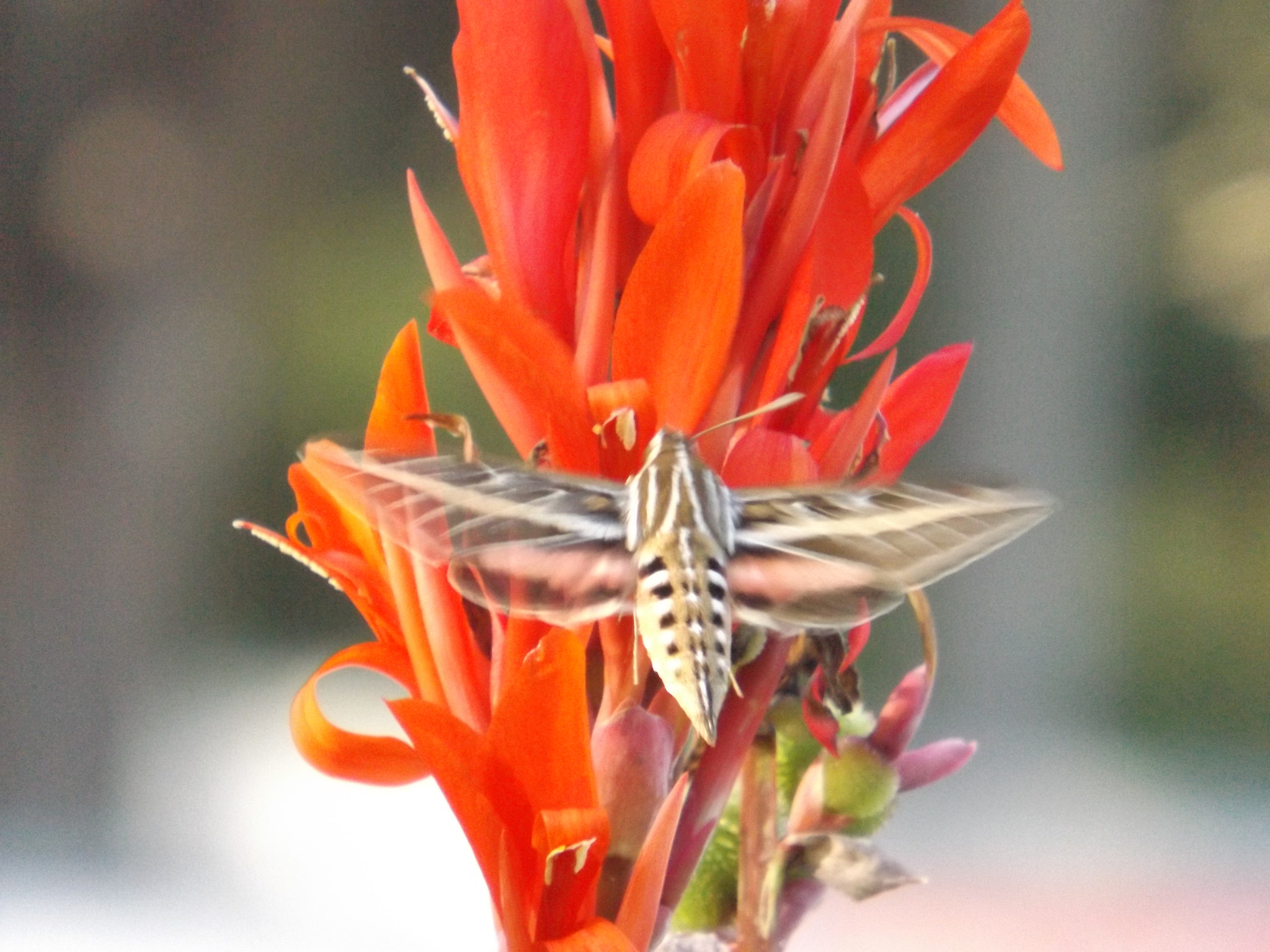 Fujifilm FinePix S4850 sample photo. All a flutter photography