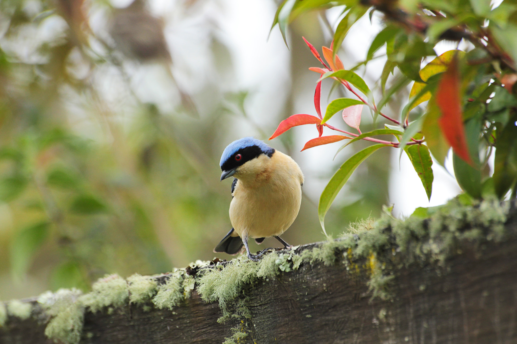 Canon EOS 550D (EOS Rebel T2i / EOS Kiss X4) + Sigma 50-200mm F4-5.6 DC OS HSM sample photo. Tangara enmascarada / fawn-breasted tanager photography