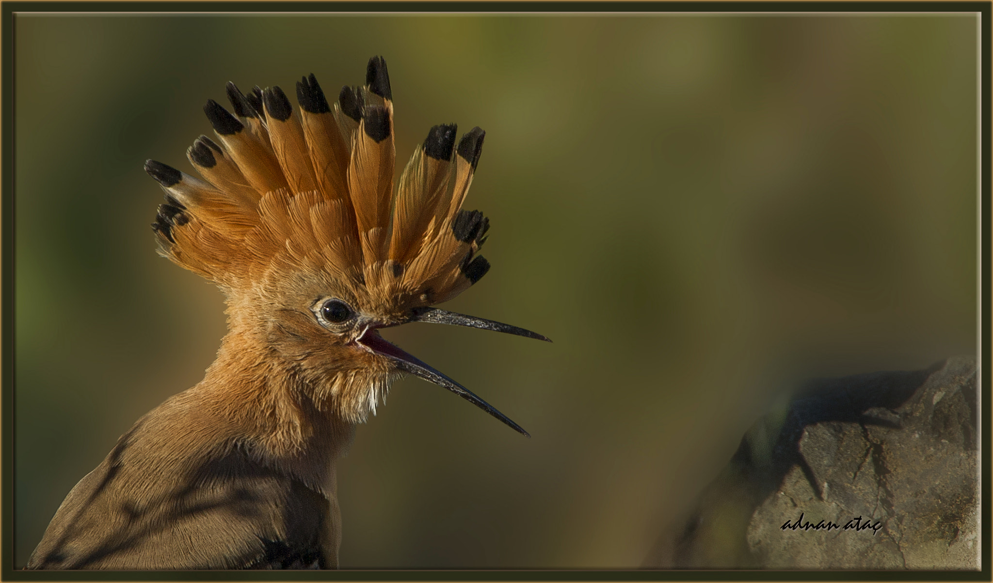 Sigma 50-500mm F4.5-6.3 DG OS HSM sample photo. İbibik - hoopoe - upupa epops photography