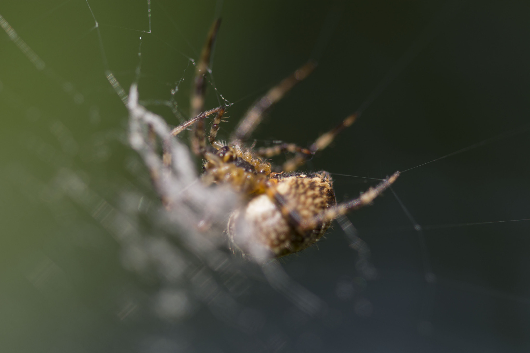 Nikon D7100 + Nikon AF Micro-Nikkor 200mm F4D ED-IF sample photo. Spider on a web photography