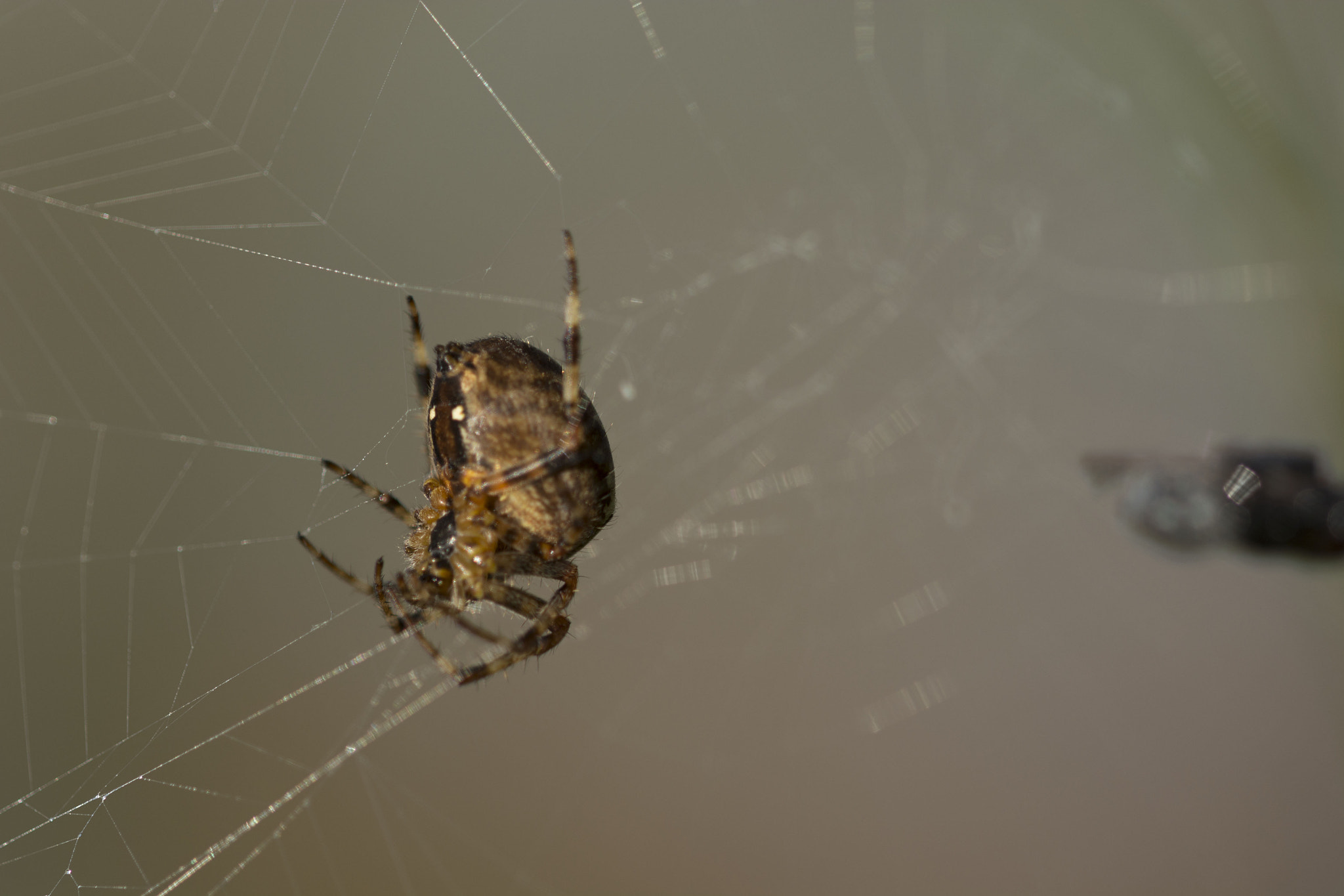 Nikon D7100 + Nikon AF Micro-Nikkor 200mm F4D ED-IF sample photo. Spider with fly in background photography