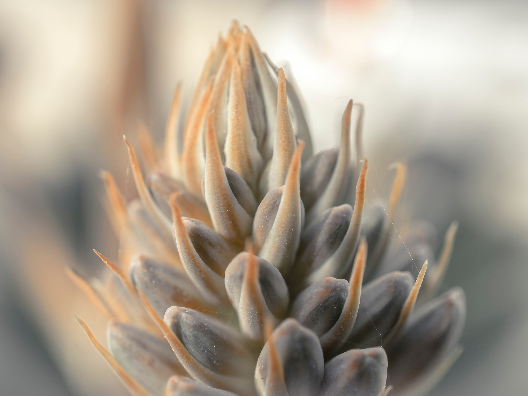 Sony E 30mm F3.5 Macro sample photo. Flora photography