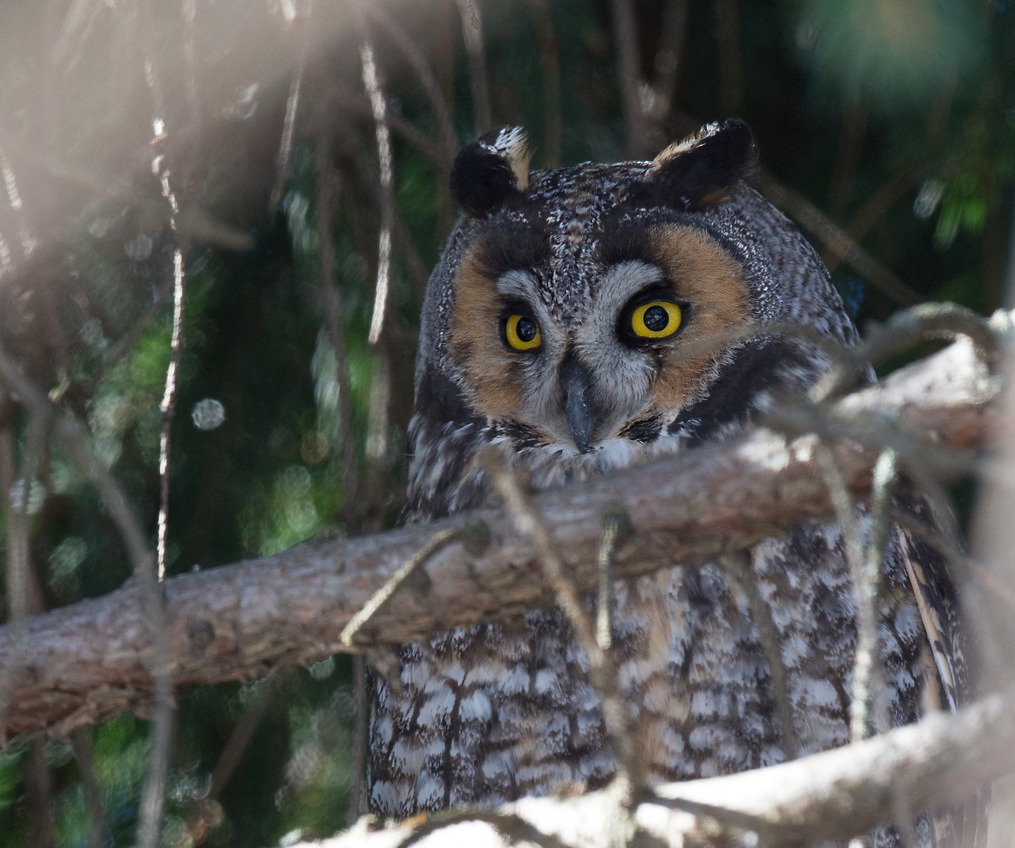 Nikon D4 + Sigma 24-60mm F2.8 EX DG sample photo. Hibou moyen-duc, asio otus, long-eared owl photography