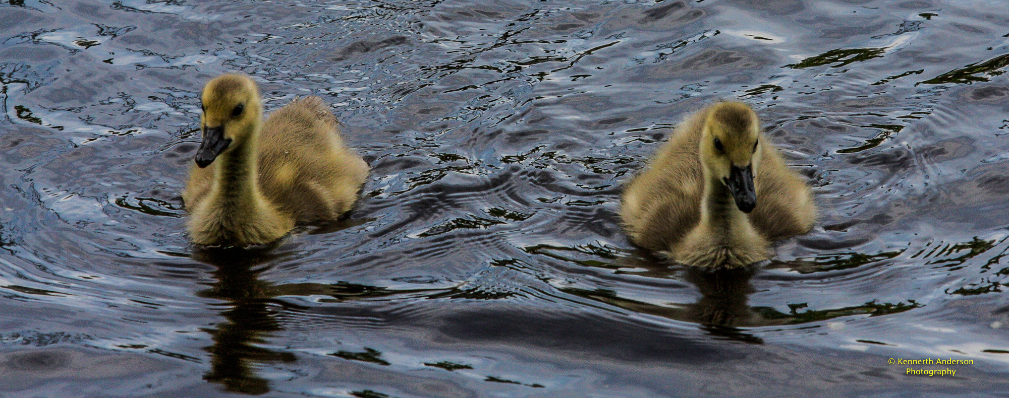 Canon EF 70-200mm F2.8L IS USM sample photo. Baby geese photography