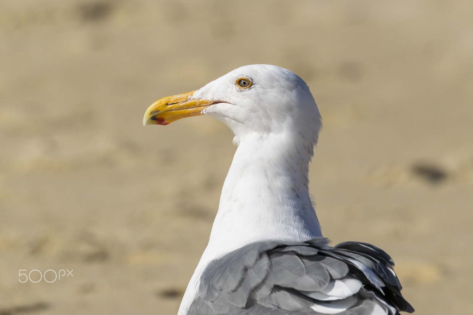 Nikon D3300 + Nikon AF-S Nikkor 80-400mm F4.5-5.6G ED VR sample photo. Seagull on the beach in carlsbad photography