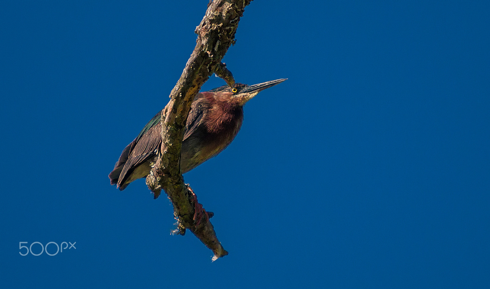 Sigma 50-500mm f/4-6.3 APO HSM EX sample photo. Green heron on tree branch photography