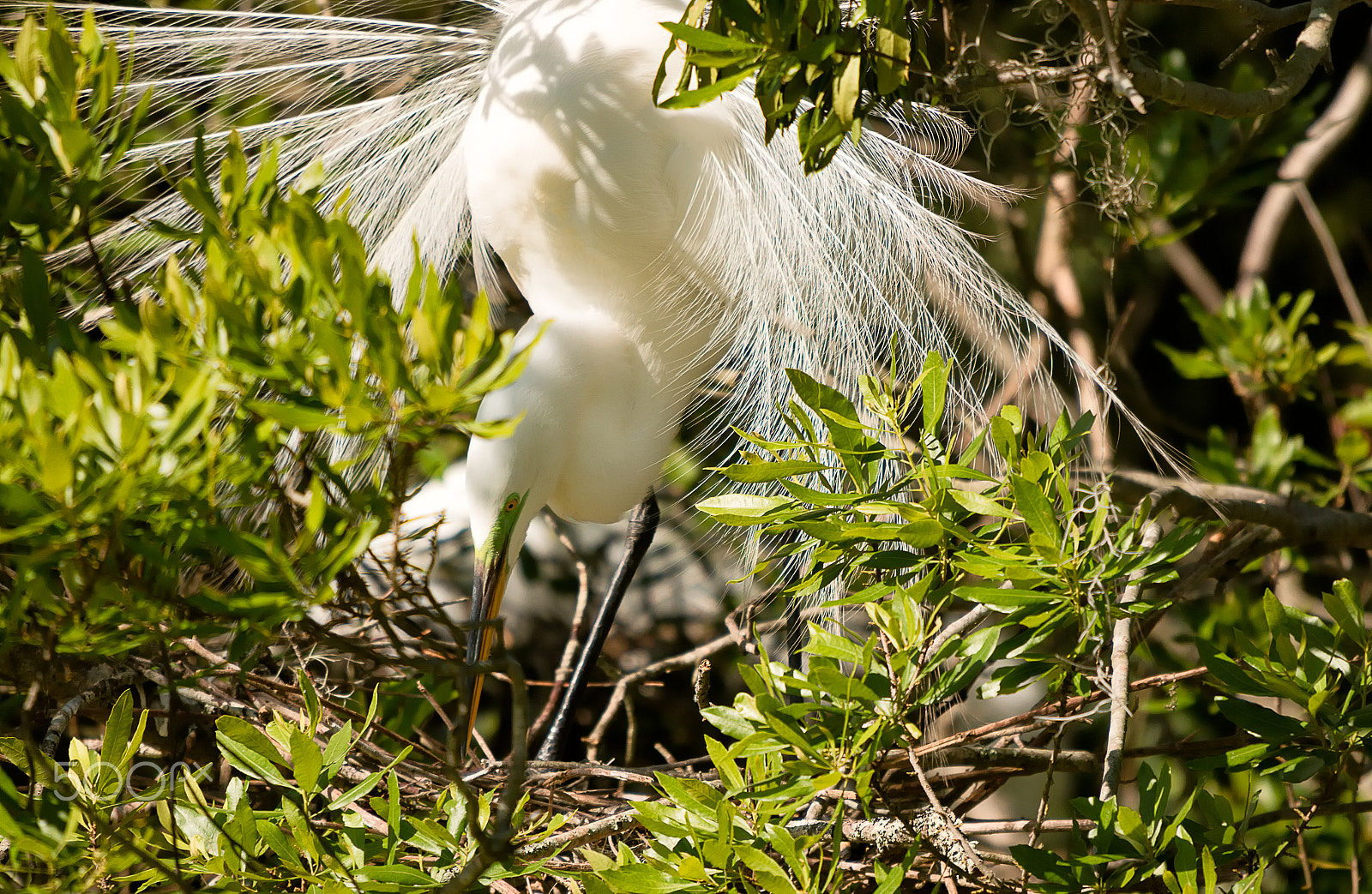 Sigma 50-500mm f/4-6.3 APO HSM EX sample photo. Great white egret working on nest photography