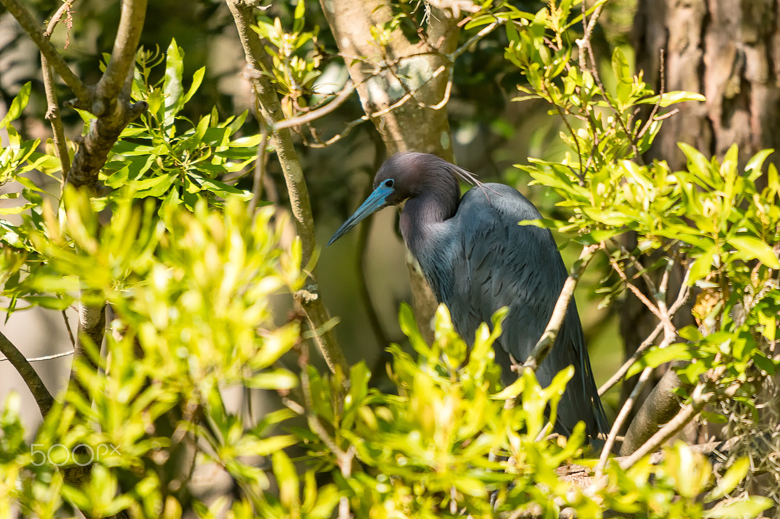 Sigma 50-500mm f/4-6.3 APO HSM EX sample photo. Little blue heron in nest photography