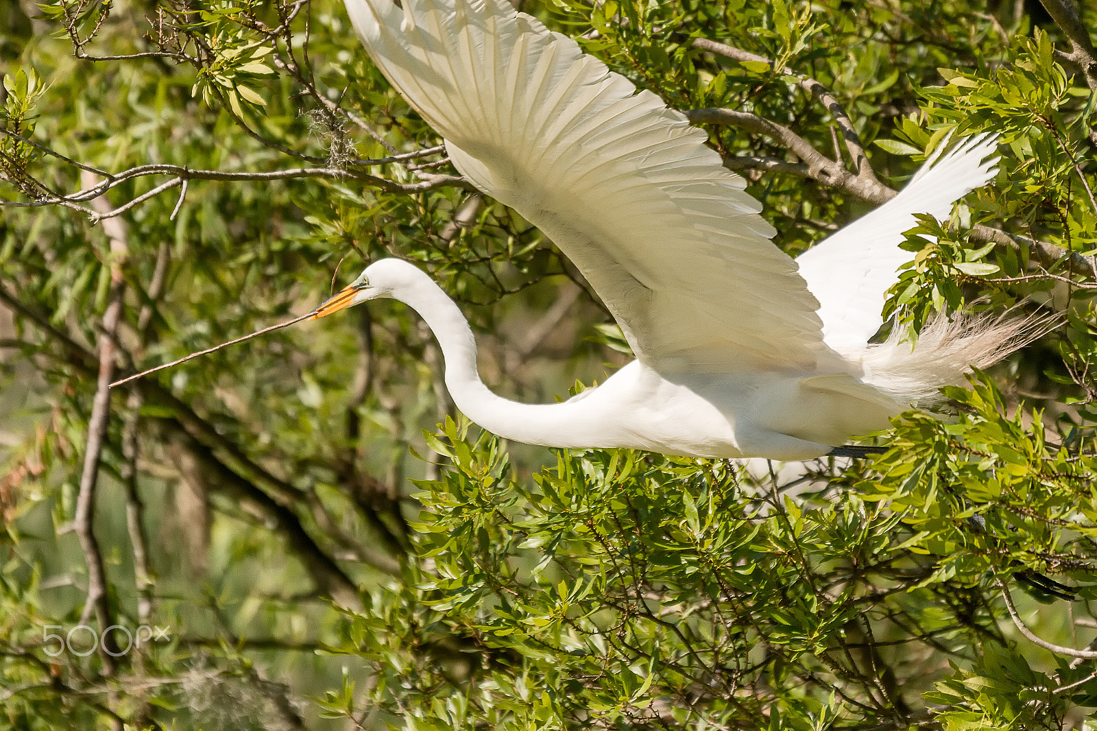 Sigma 50-500mm f/4-6.3 APO HSM EX sample photo. Great white egret taking stick to nest photography