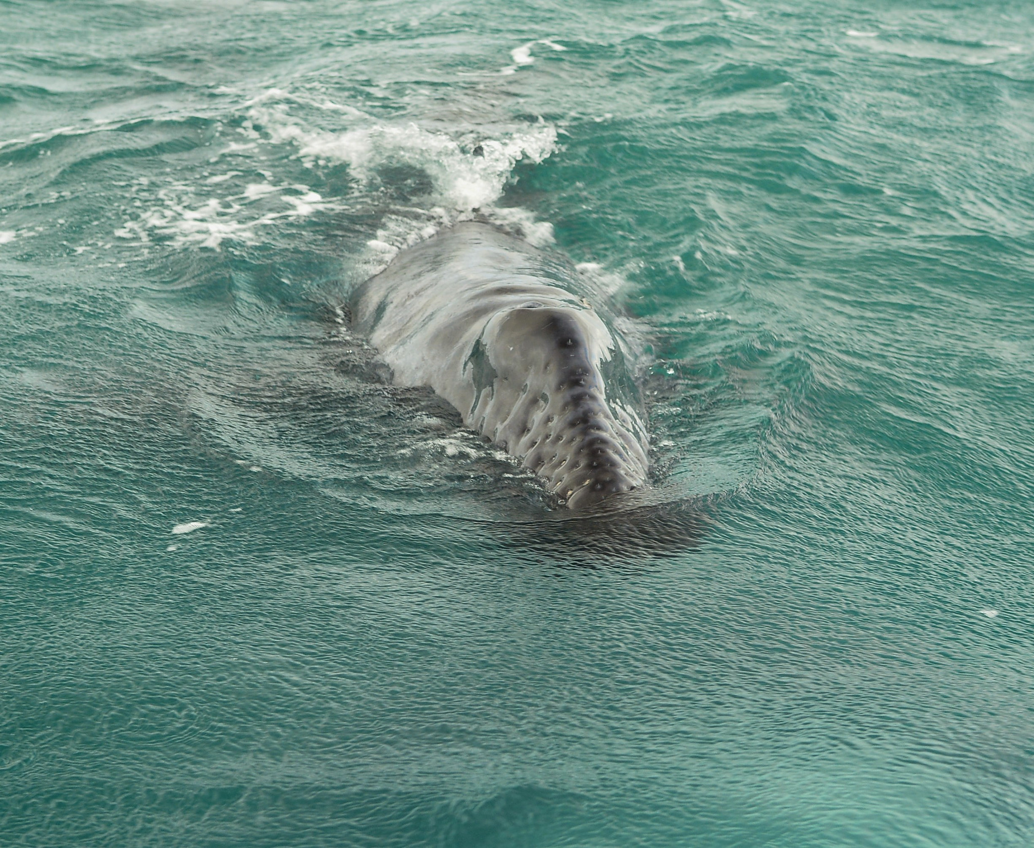 Nikon D7100 + Nikon AF-S Nikkor 24mm F1.8G ED sample photo. Baby gray whale---new  born- photography