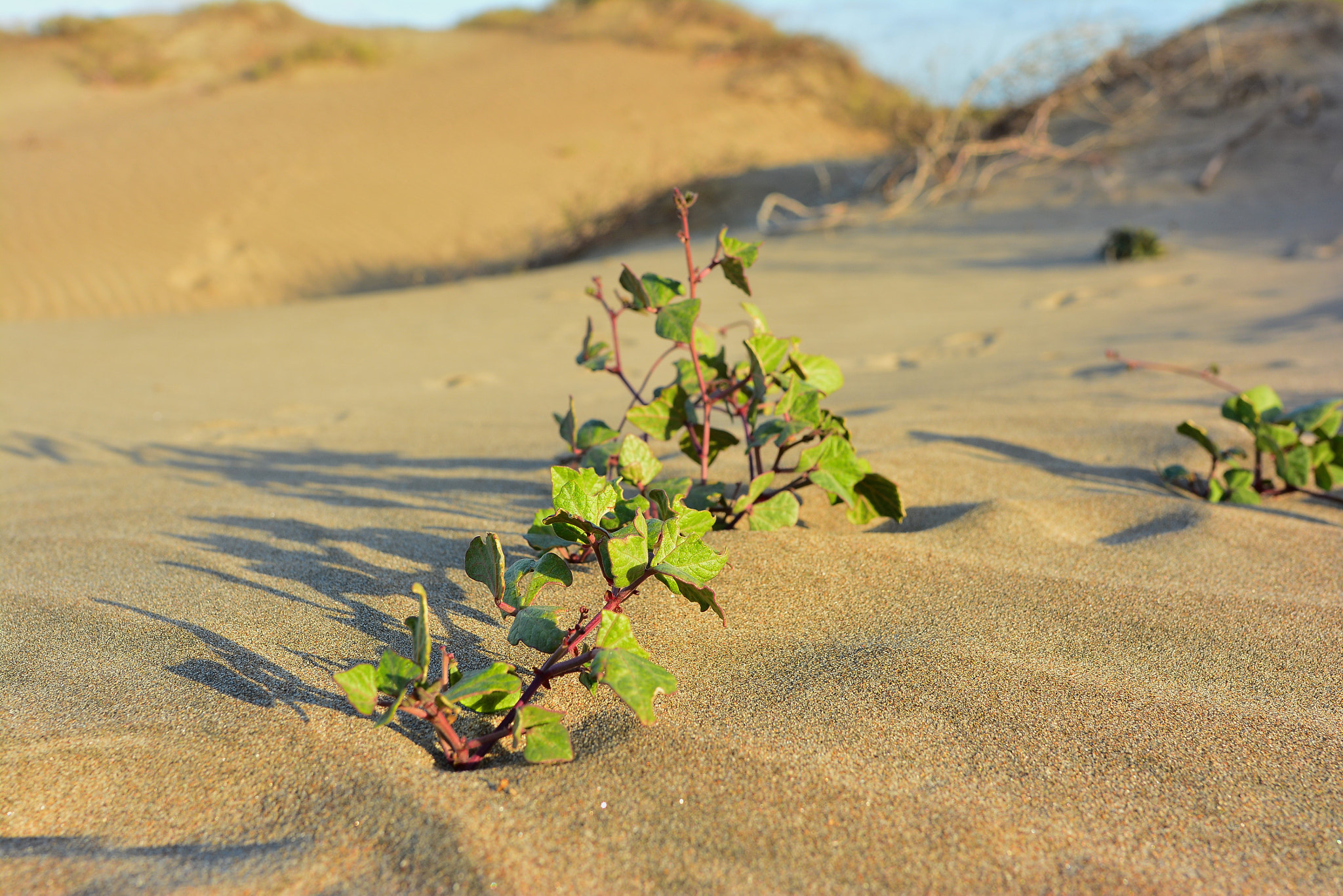 Nikon AF-S Nikkor 24mm F1.8G ED sample photo. On  the  sand  dunes. photography