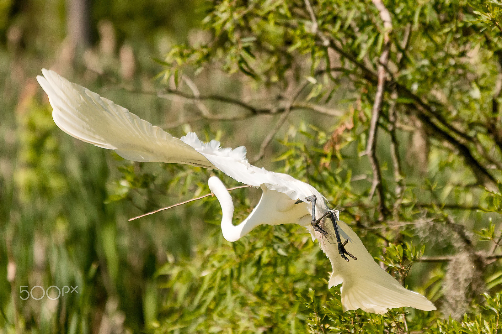 Sigma 50-500mm f/4-6.3 APO HSM EX sample photo. Great white egret making turn into tree photography