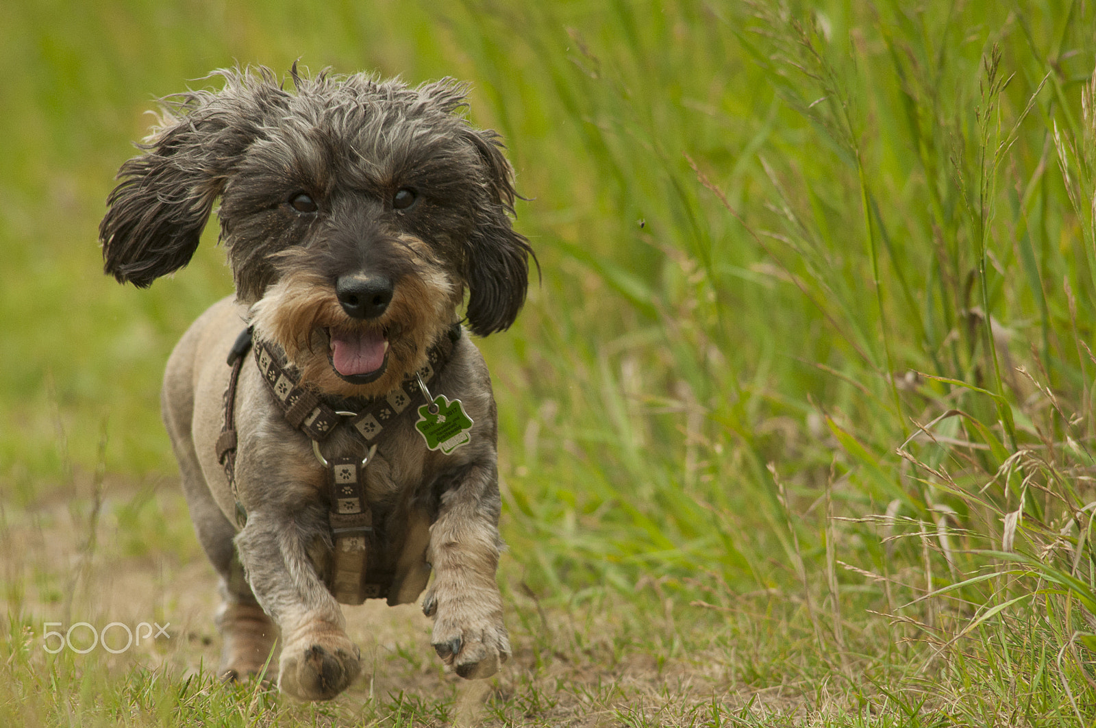 Nikon D90 + AF Nikkor 300mm f/4 IF-ED sample photo. Running and laughing photography