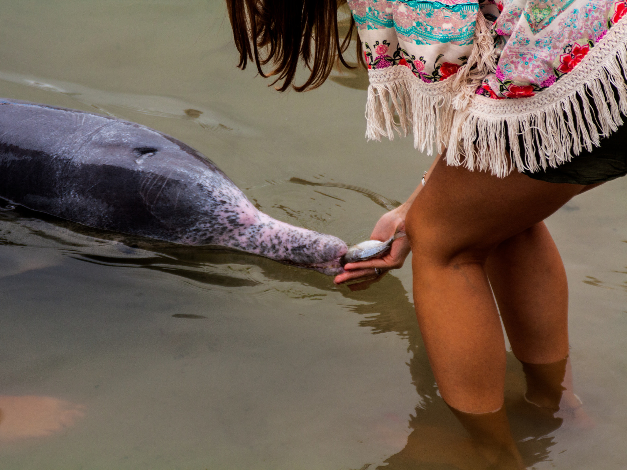 Tamron AF 28-200mm F3.8-5.6 XR Di Aspherical (IF) Macro sample photo. Girl meets dolphin photography