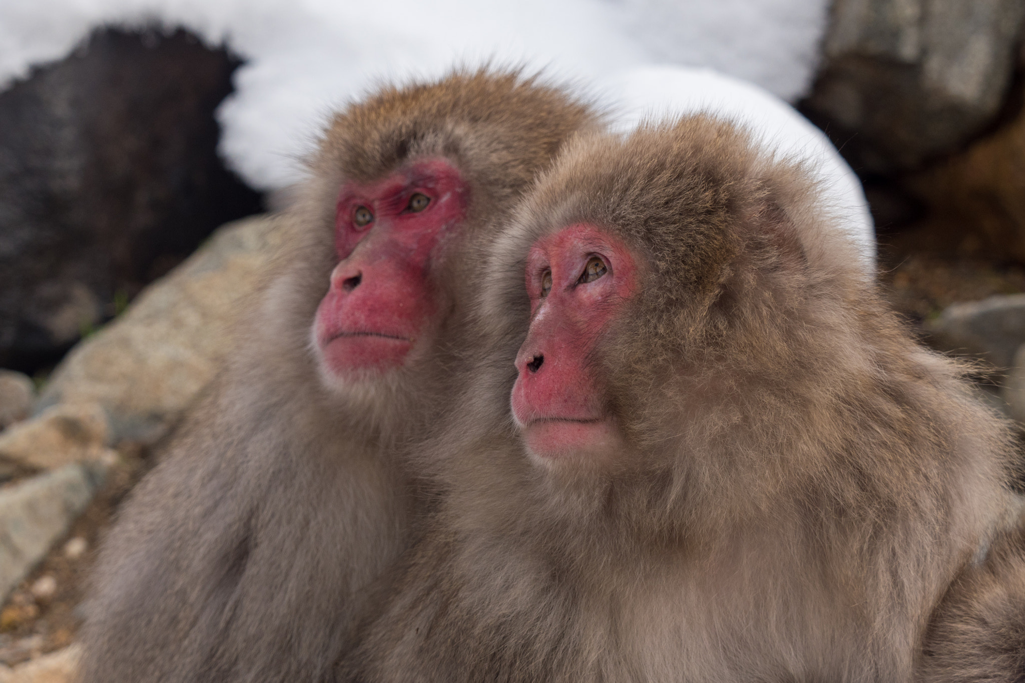 Panasonic Lumix DMC-GX8 + Olympus M.Zuiko Digital ED 40-150mm F2.8 Pro sample photo. Snow monkey couple photography