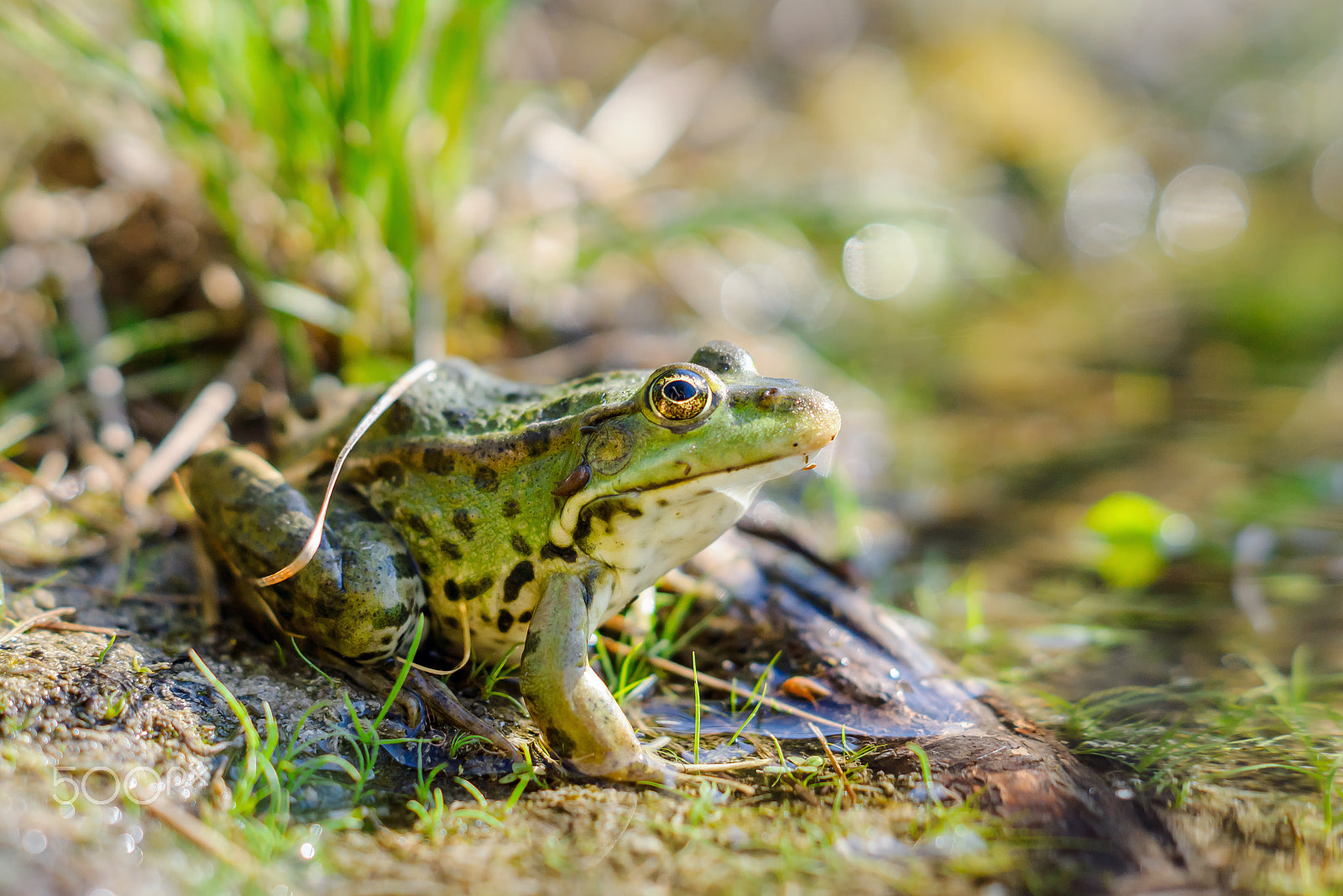 Sony SLT-A65 (SLT-A65V) + Sony DT 50mm F1.8 SAM sample photo. Green frog on the shore photography