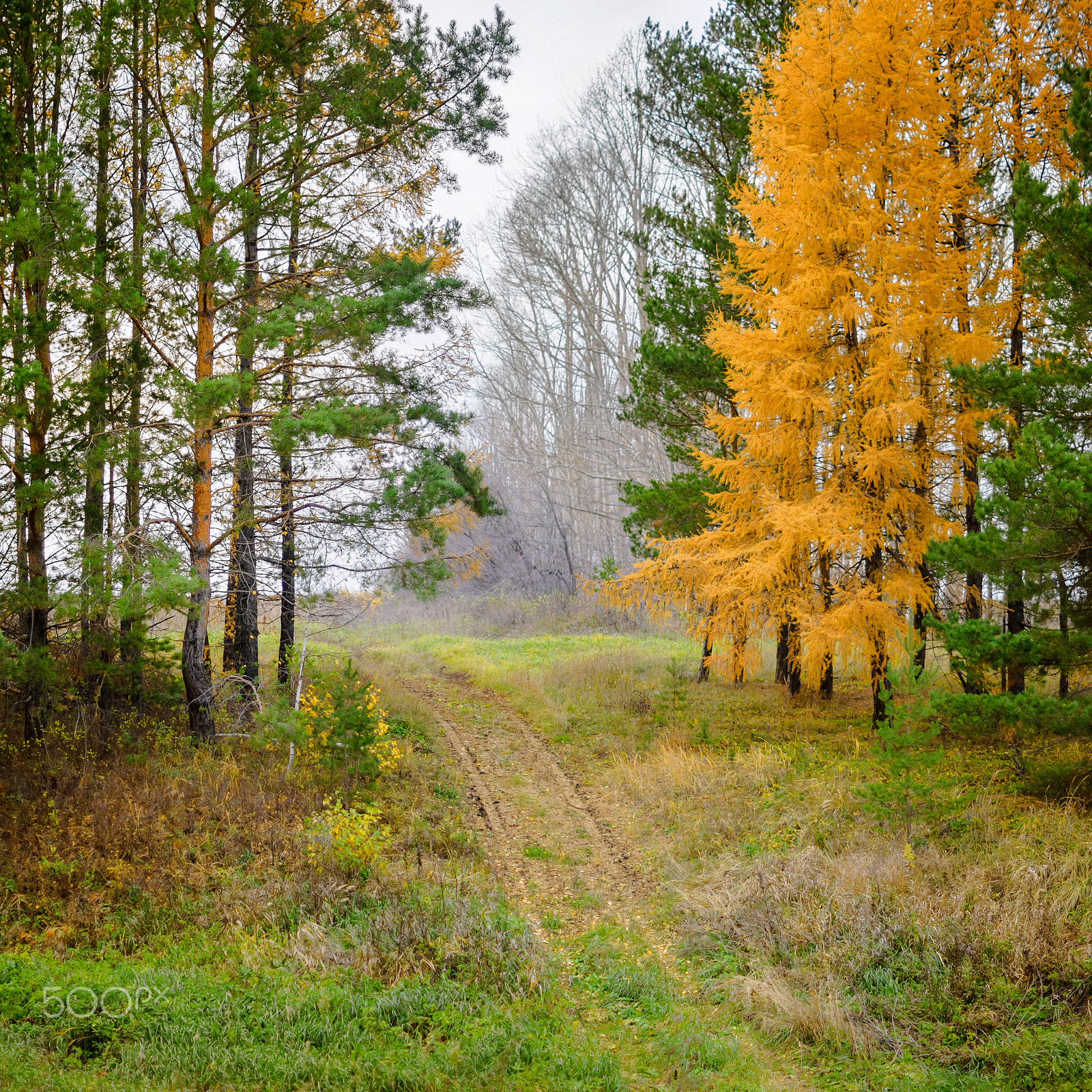 Sony SLT-A35 sample photo. Autumn conifer trees photography