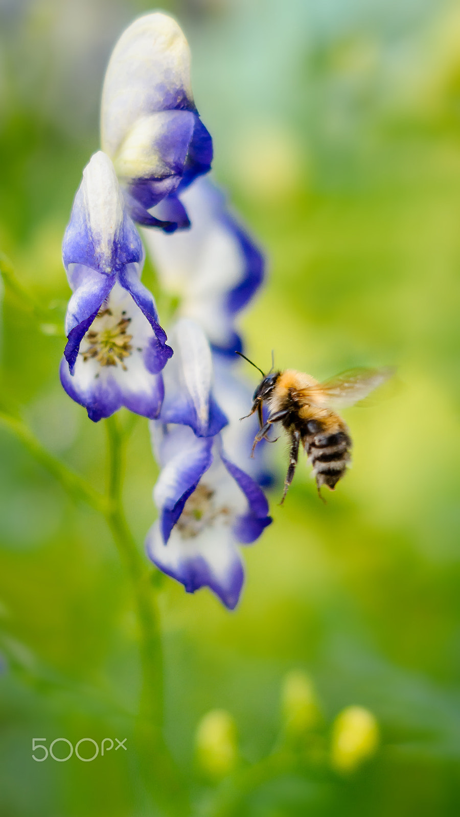 Sony SLT-A65 (SLT-A65V) + Sony DT 50mm F1.8 SAM sample photo. Bumblebee on a blue flower photography